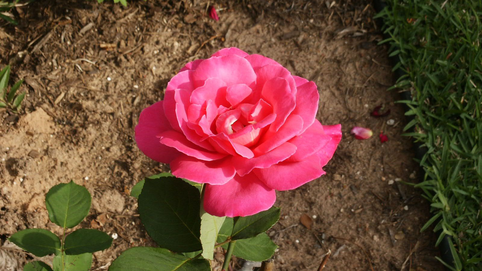 roze (6).jpg
