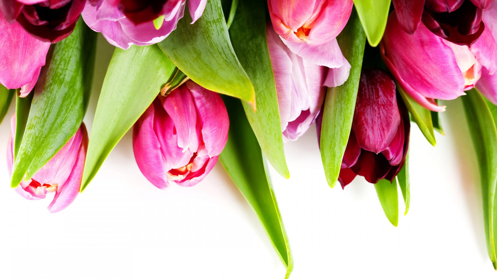 Tulipany (17).jpg
