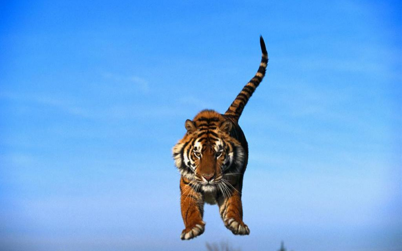 tygrys2