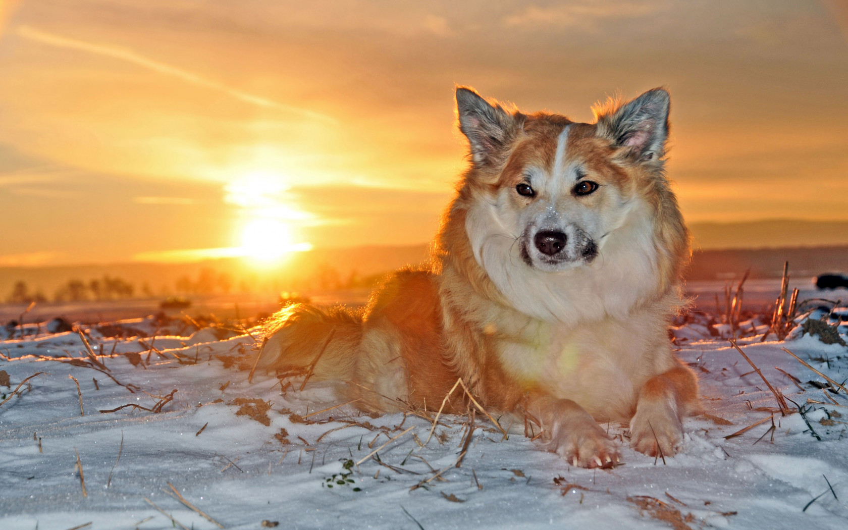 Islandia i pies na śniegu