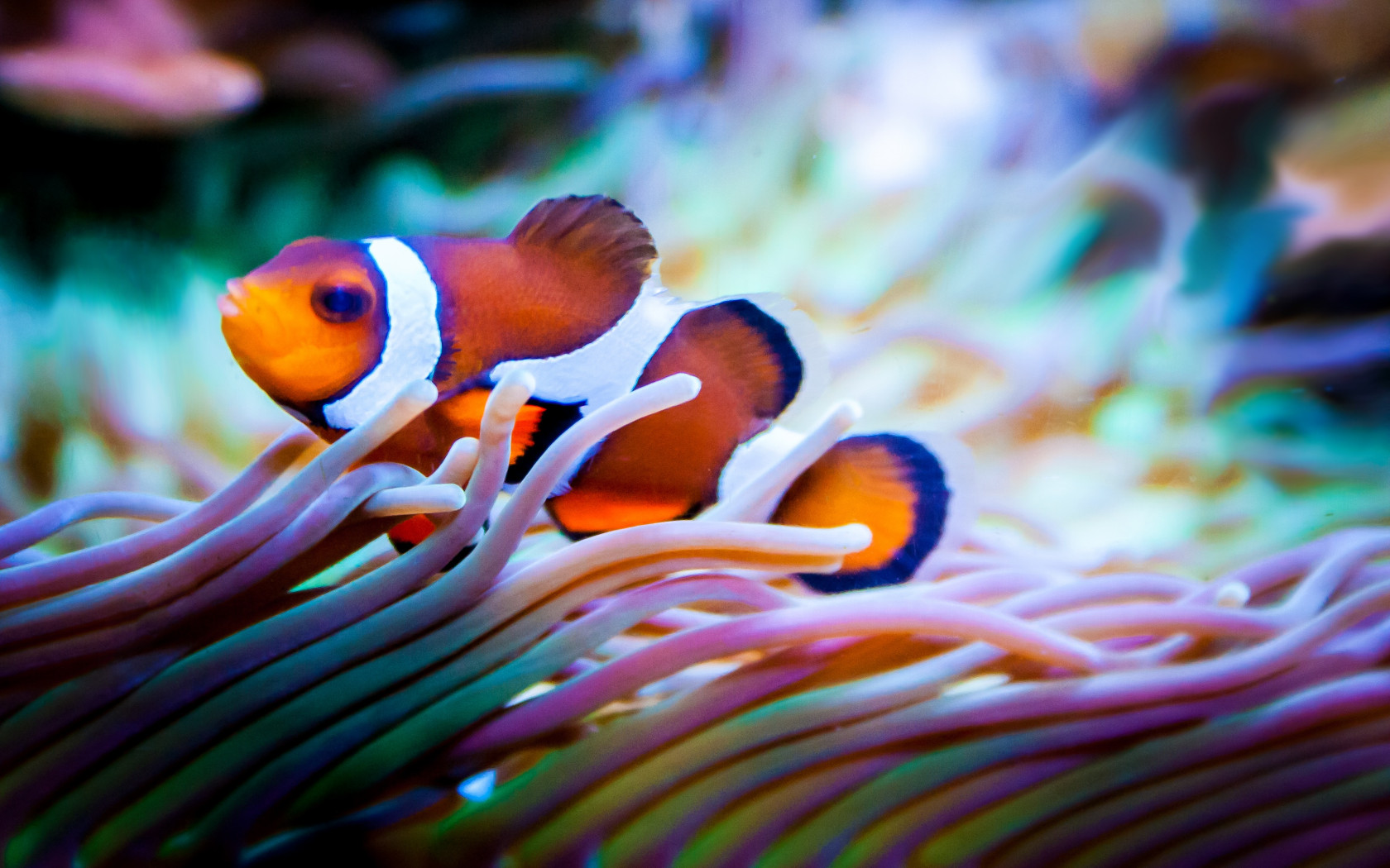 Piękna ryba w rafie koralowej