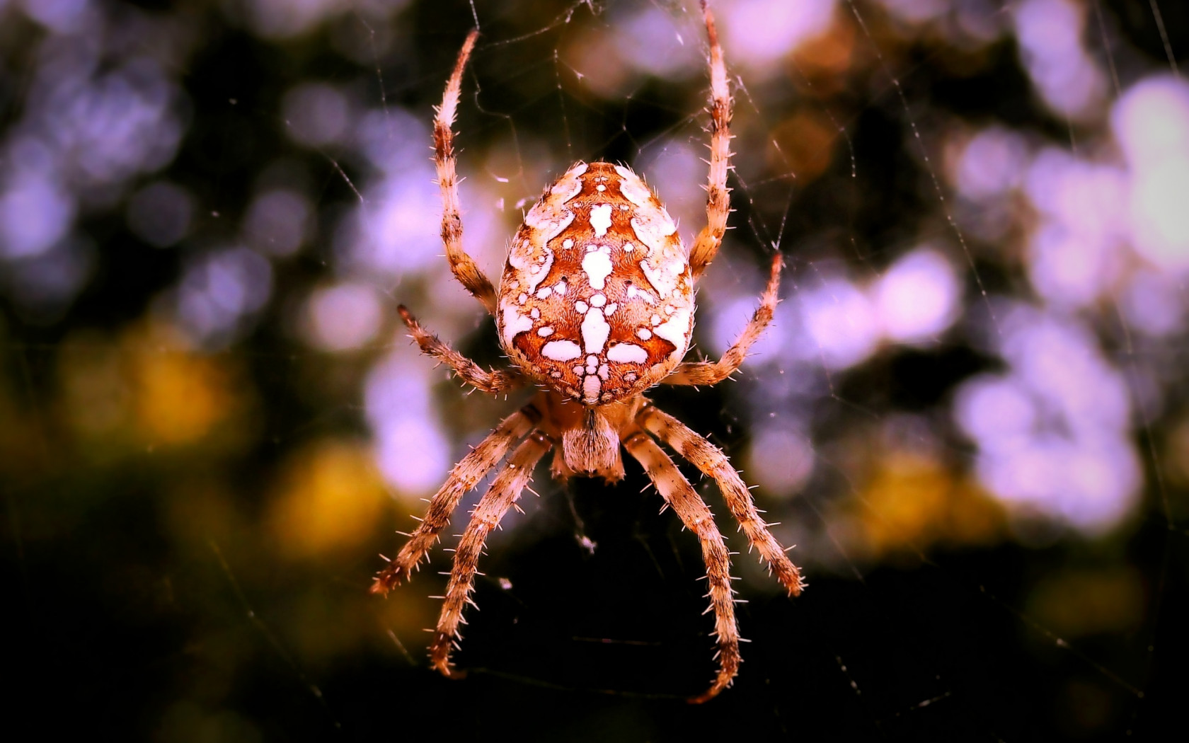 Pająk krzyżak samica na pajęczynie