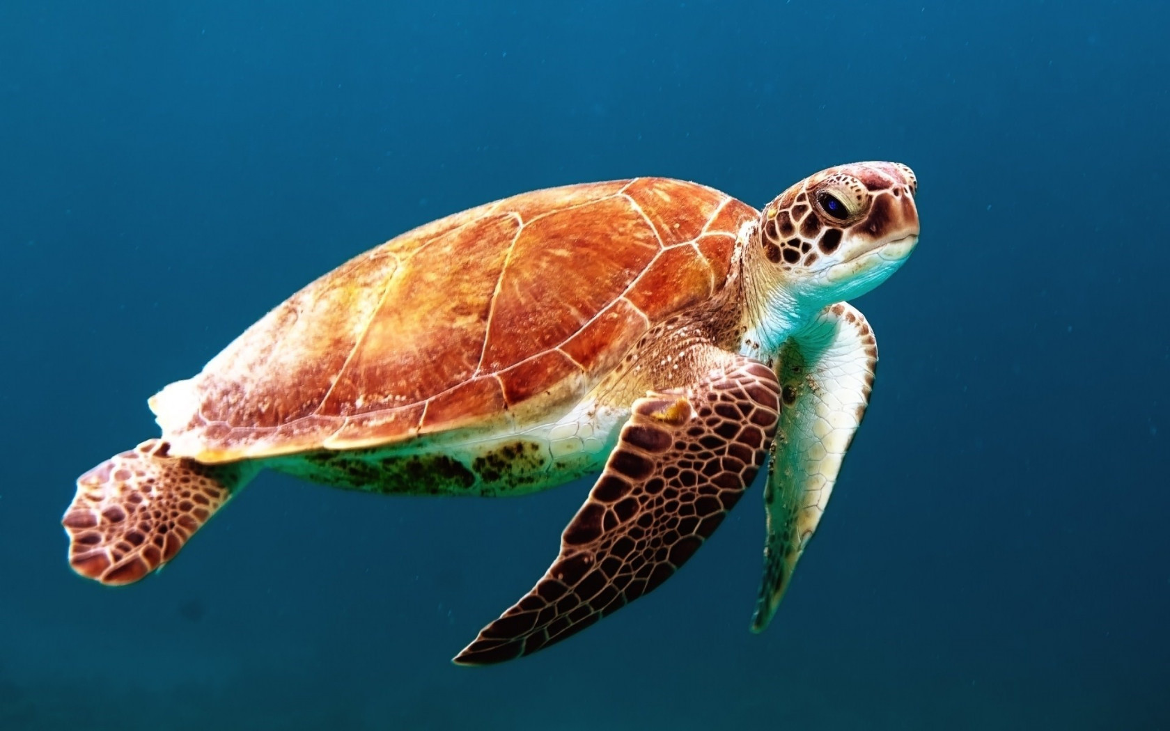 Żółw morski pływa w ocenie