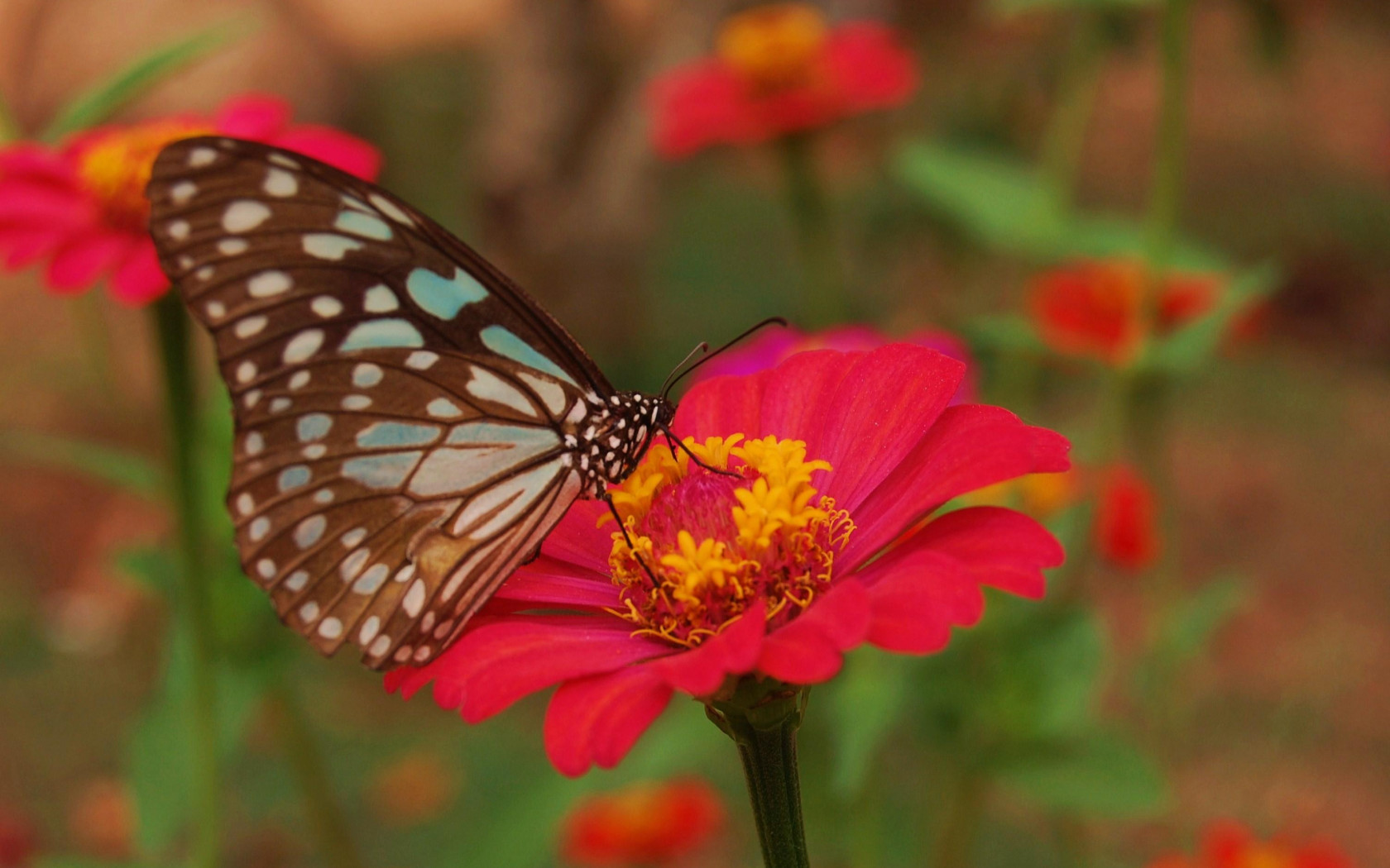 Motyl i kwiat Cynia