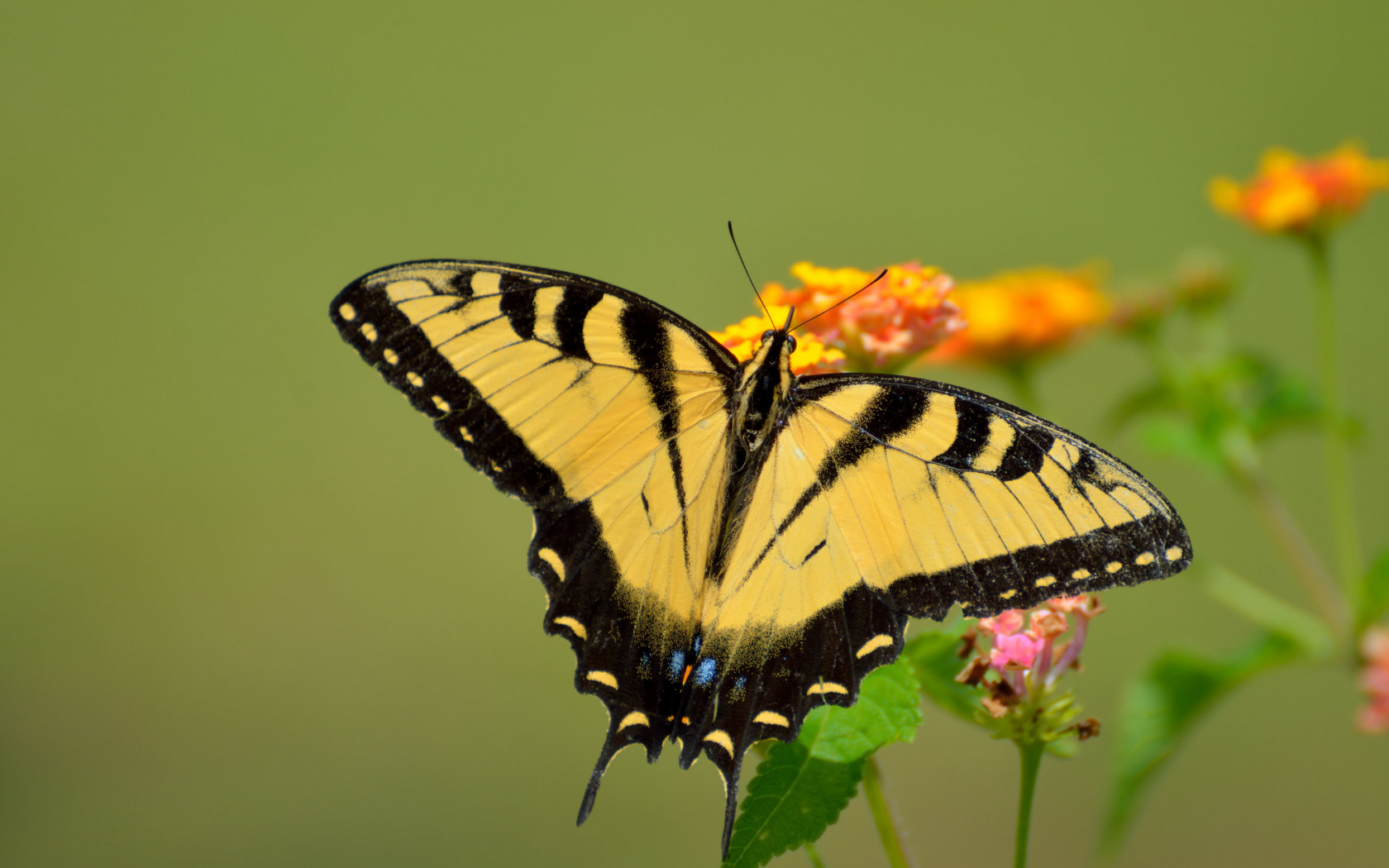 Piękny, żółty motyl z paziowatych