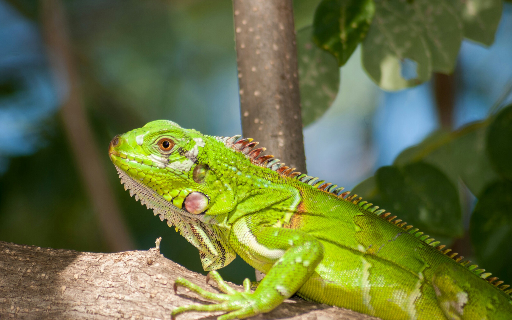 Legwan, Iguana