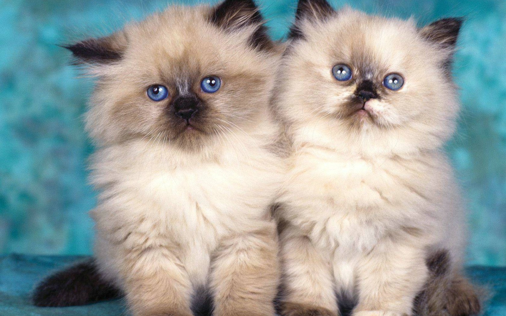 kotki z niebieskimi oczkami