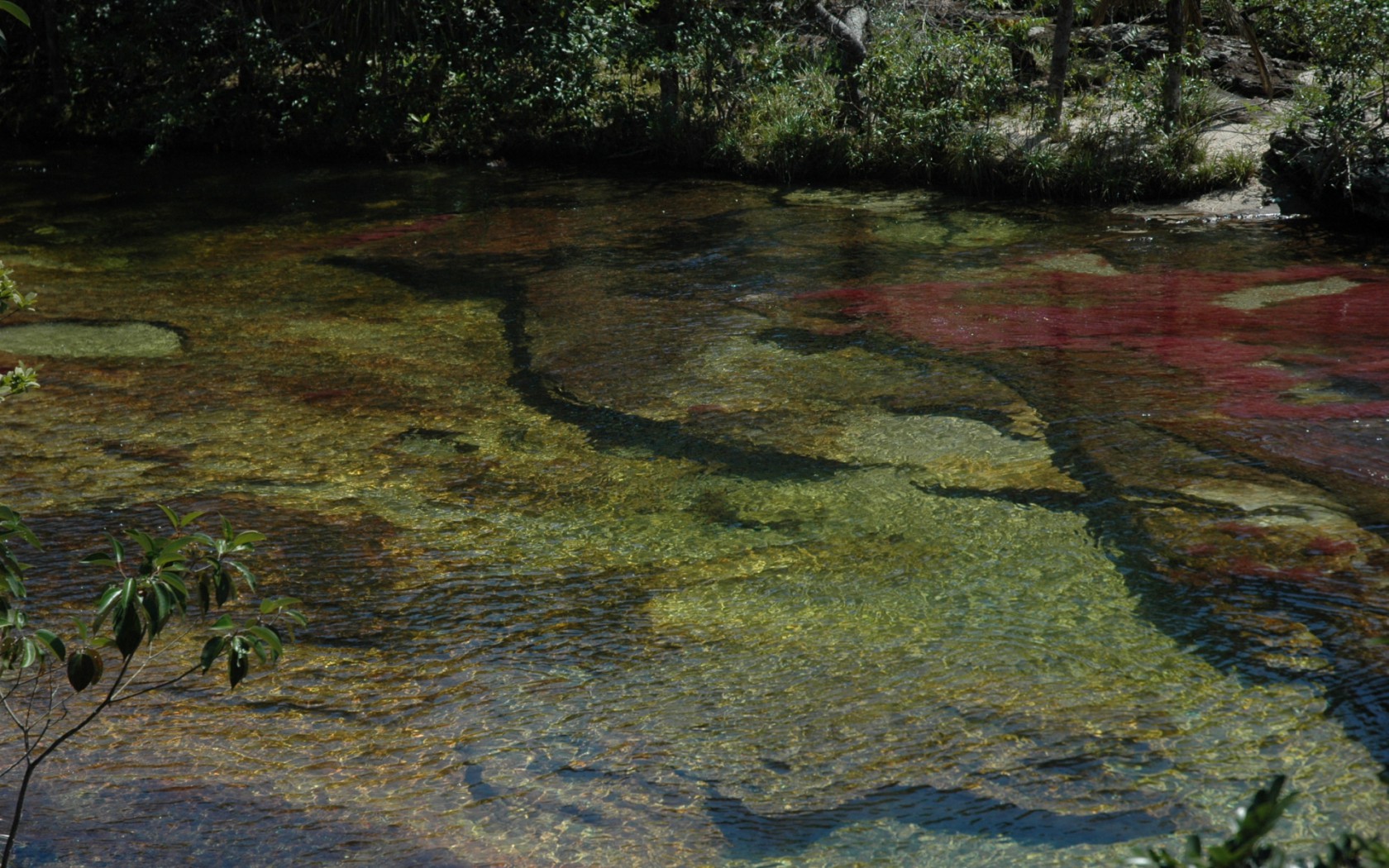 Caño Cristales