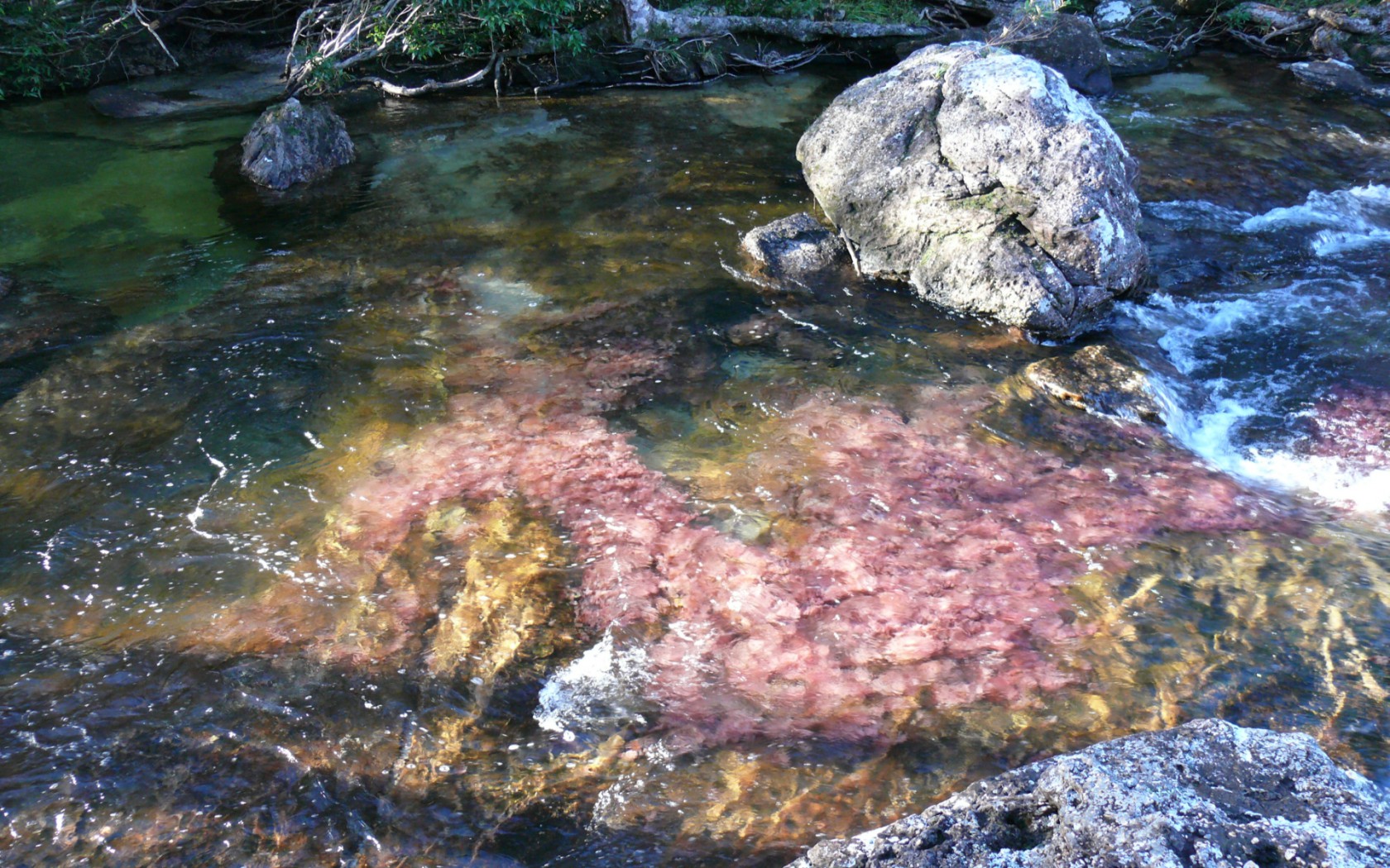 Caño Cristales