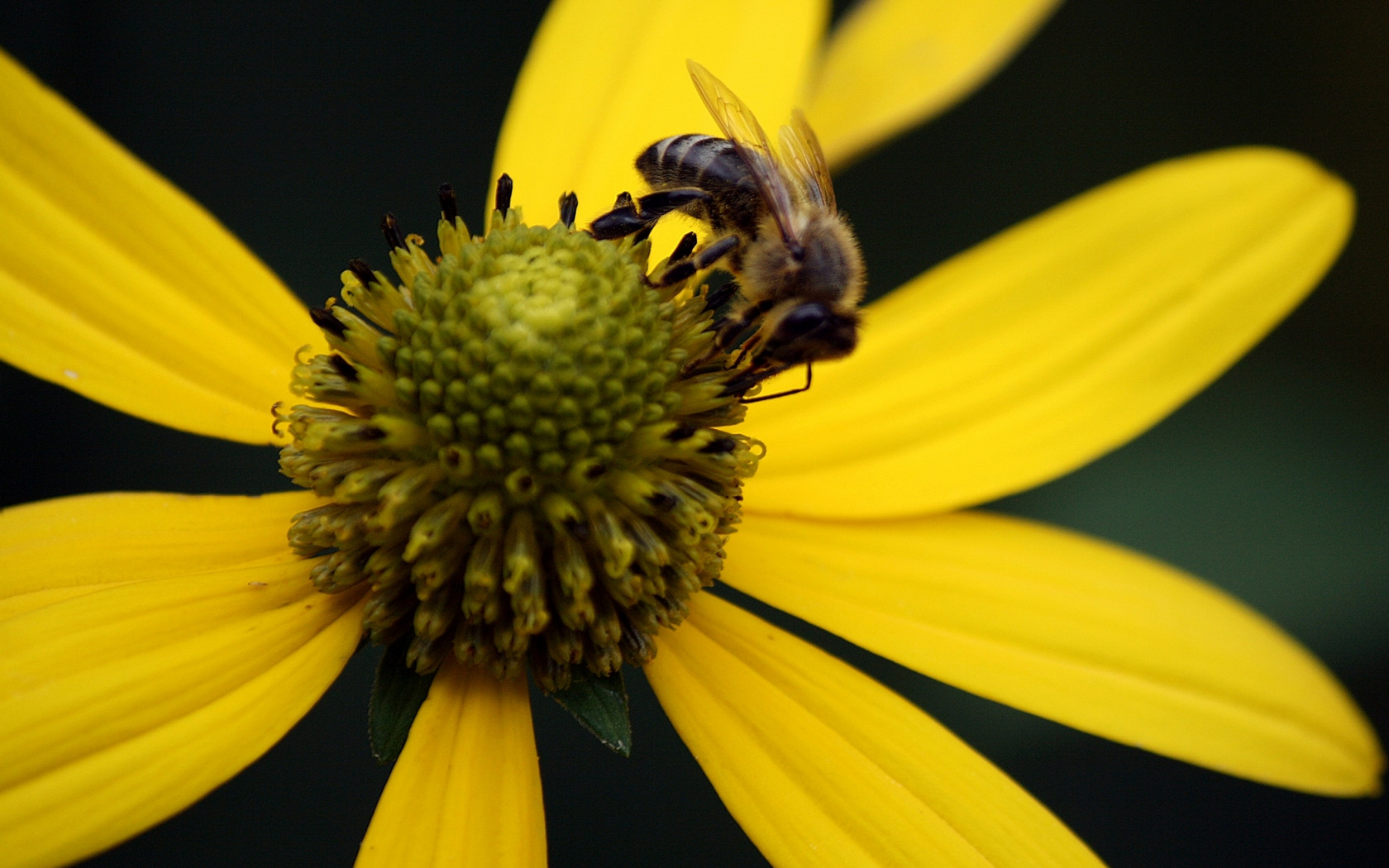 Pszczoła na kwiecie-makro