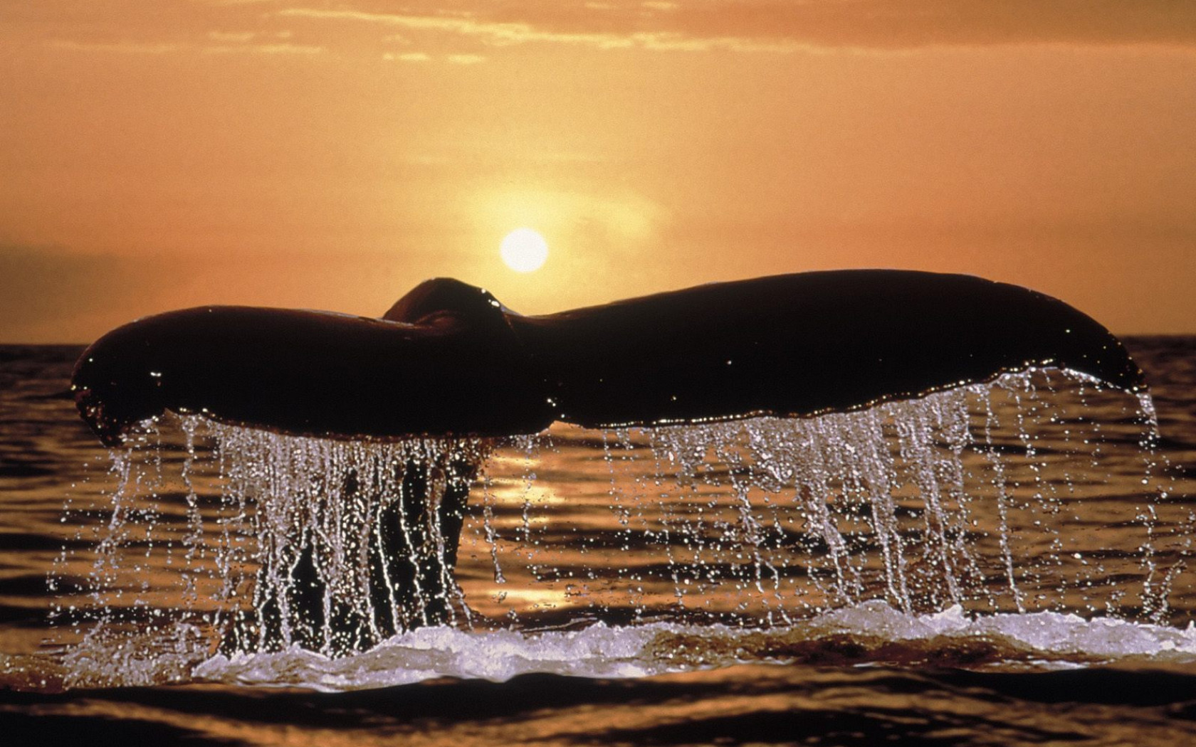 Humpback Whale Tail.jpg