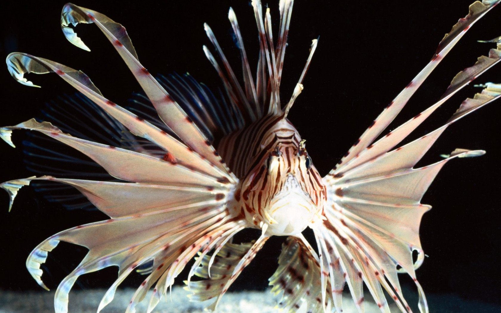 Red Volitans Lionfish, Indo-Pacific.jpg