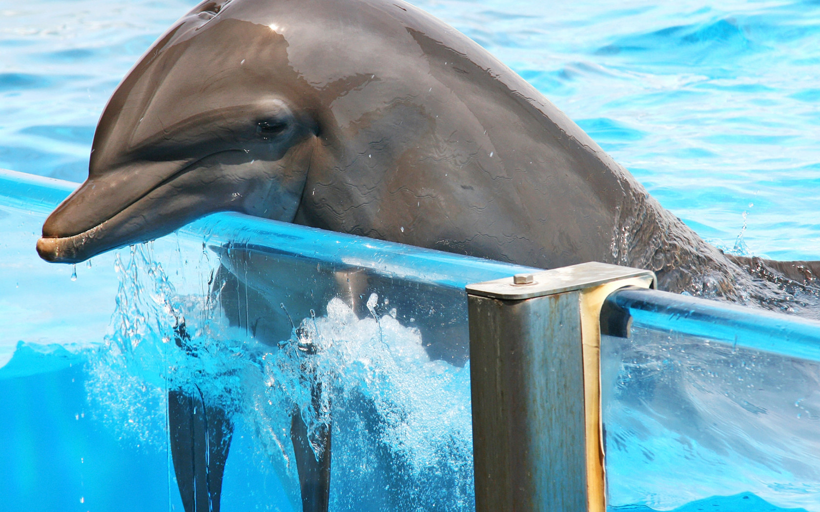 tapety delfiny (25).jpg