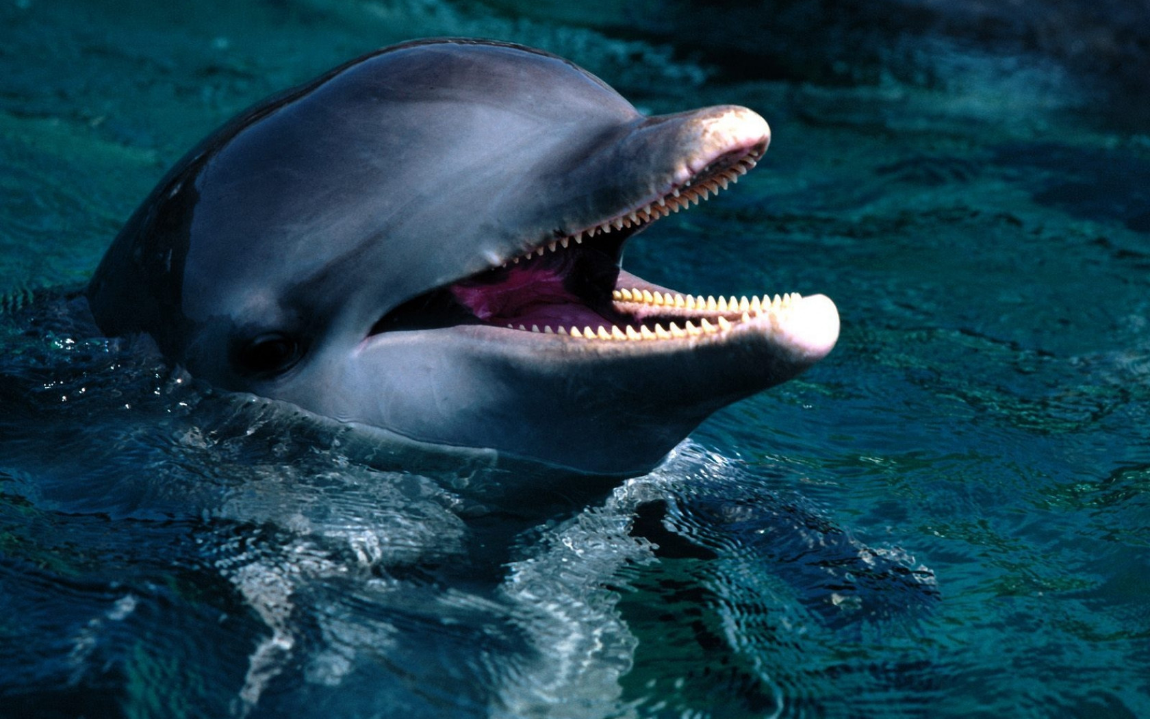 tapety delfiny (37).jpg