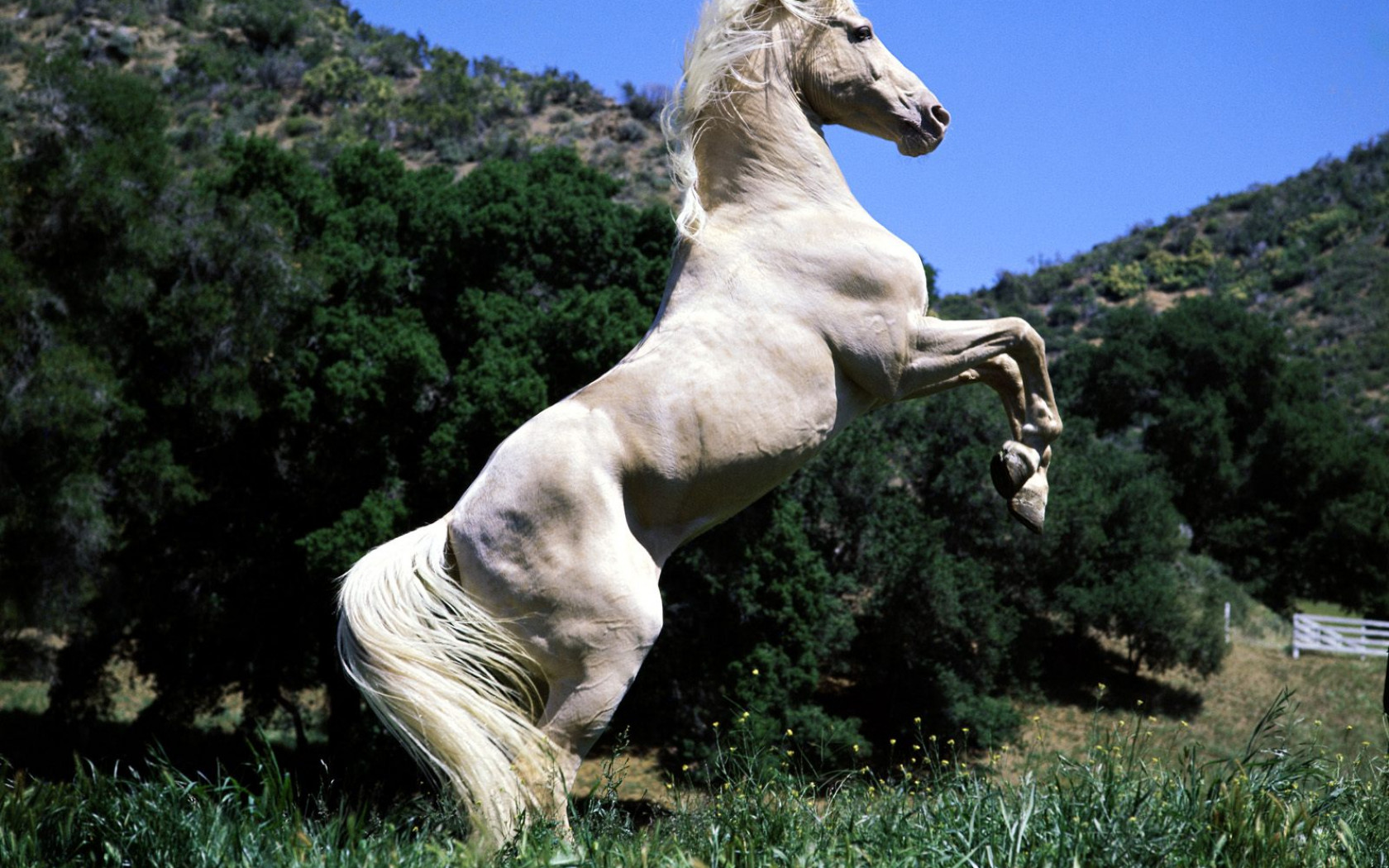 tapety konie (41).jpg