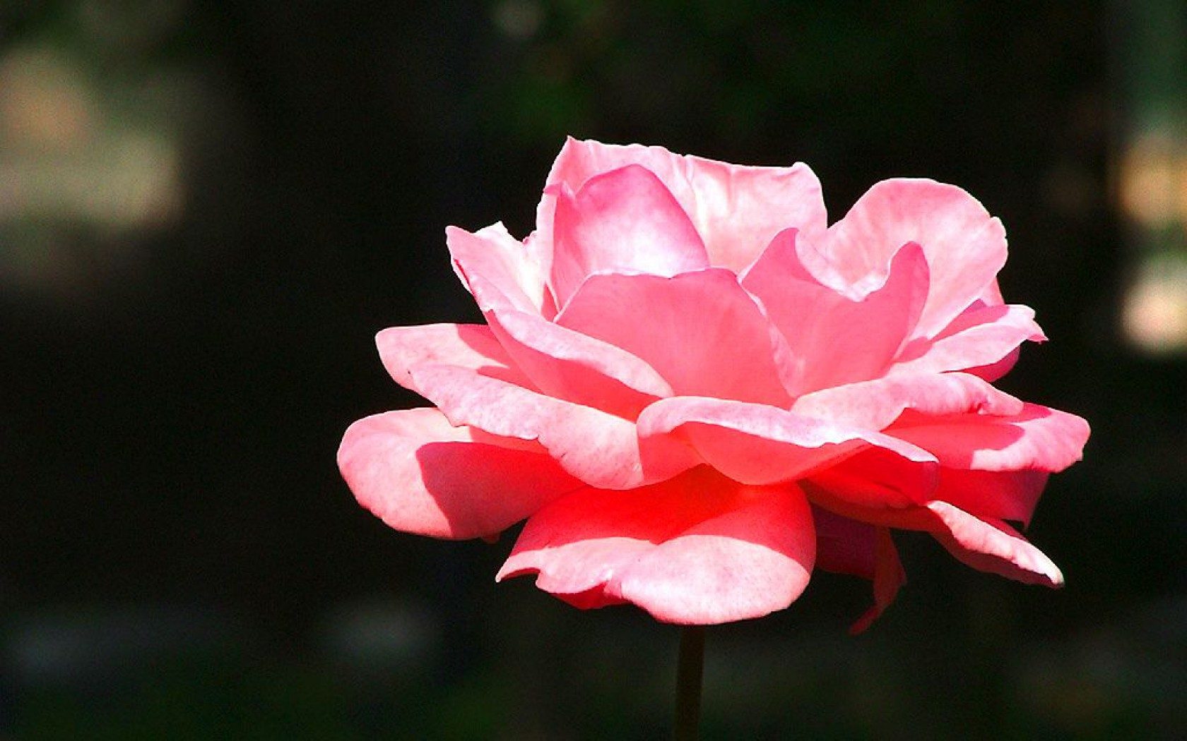 roze (10).jpg