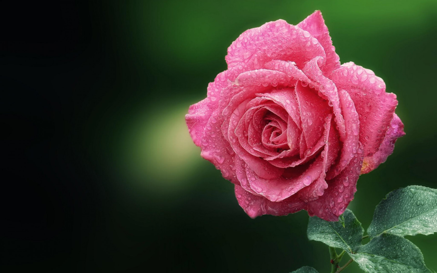 Kwiat róży z rosą