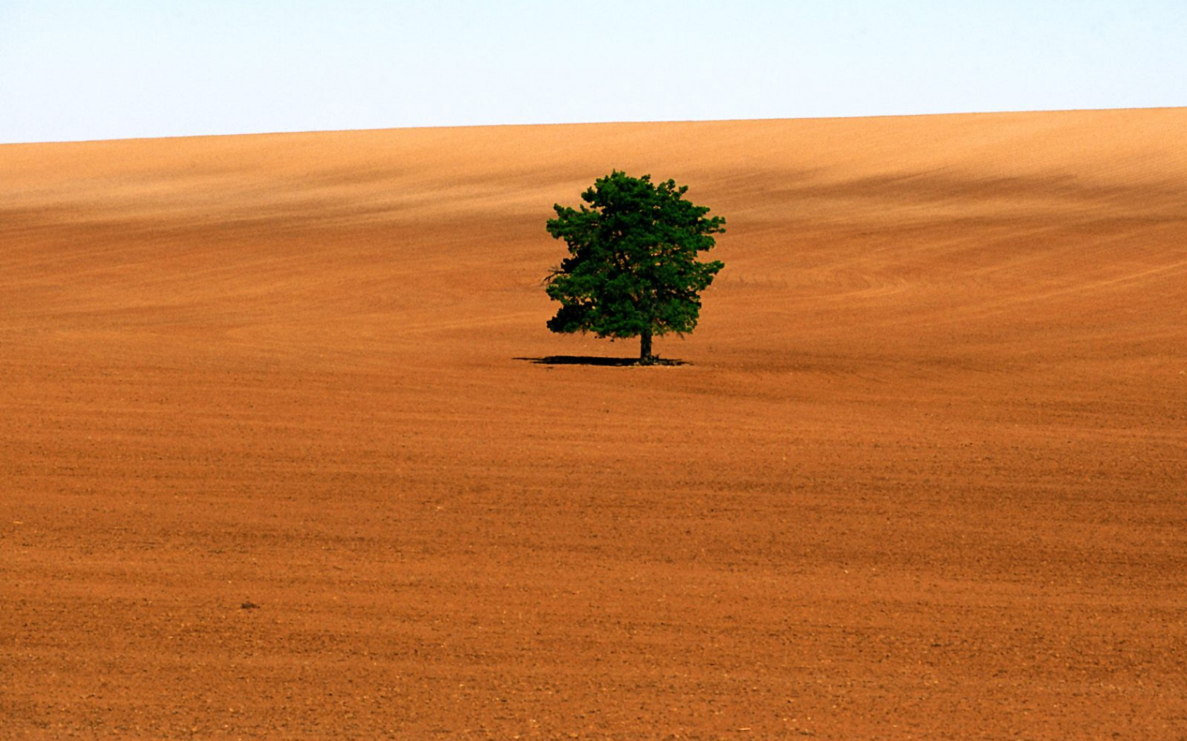 Lone Tree, Victoria.jpg