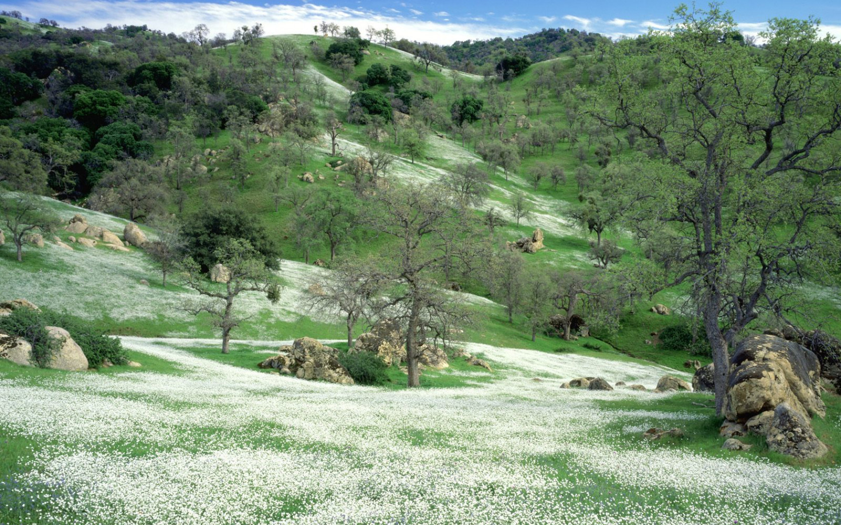 Spring Wildflowers and Oak Covered Hills, Kern County, California.jpg