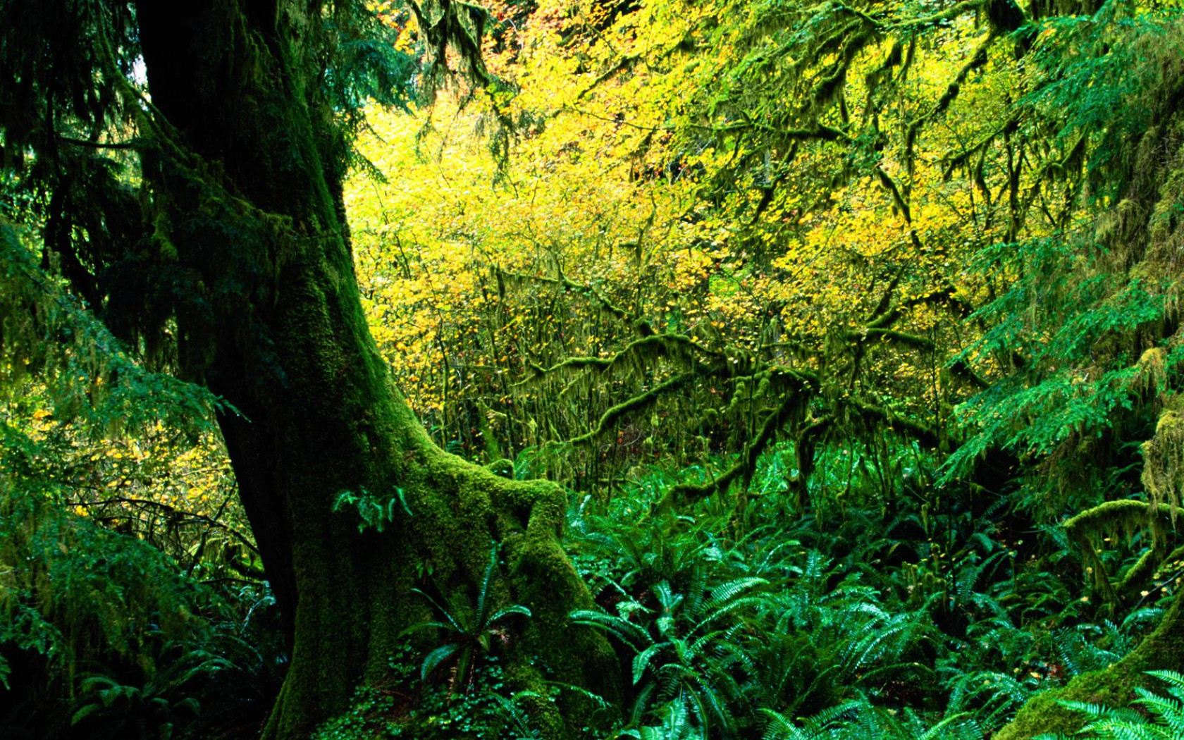 Hoh Rainforest, Olympic National Park, Washington.jpg