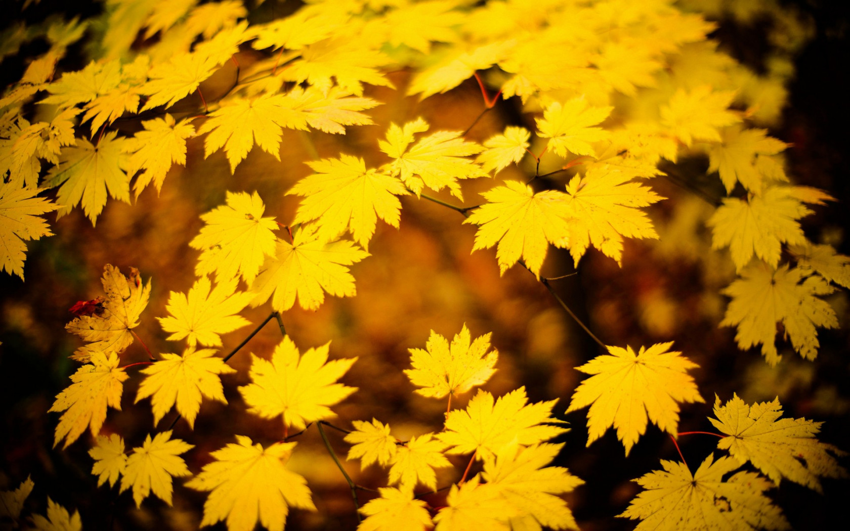Złota jesień na liściach