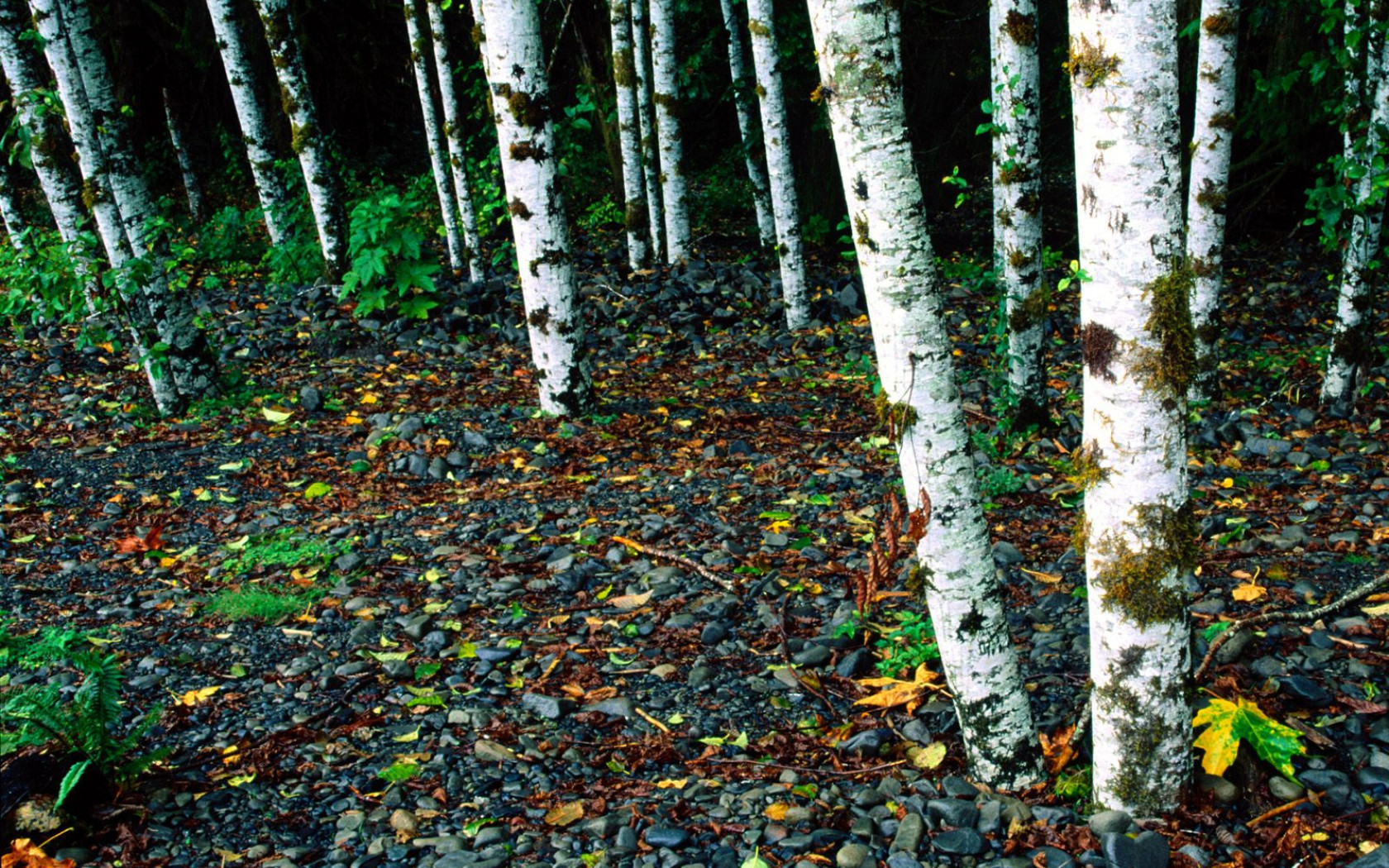 Standing Room Only, Birch Trees, Washington.jpg