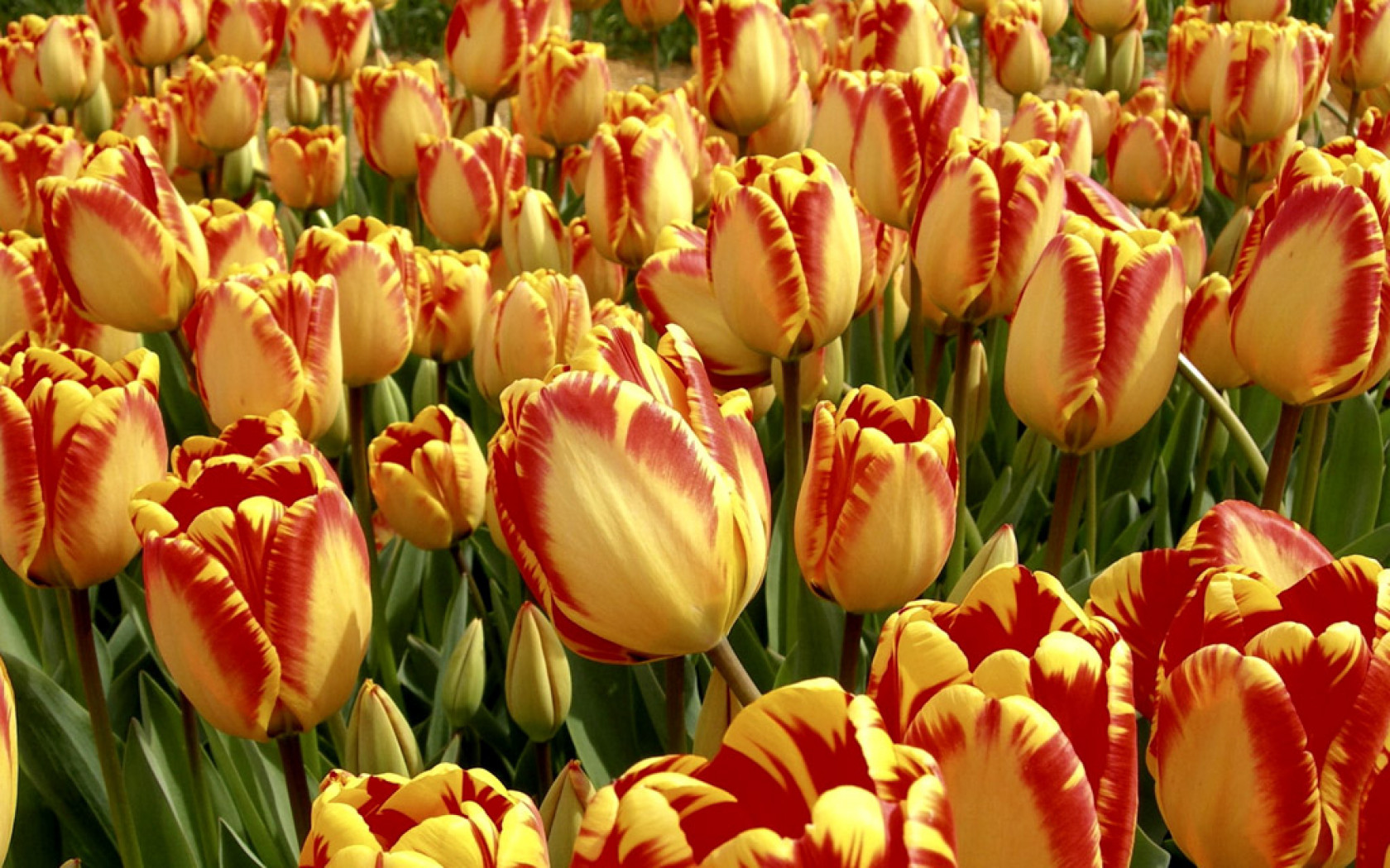Tulipany (42).jpg