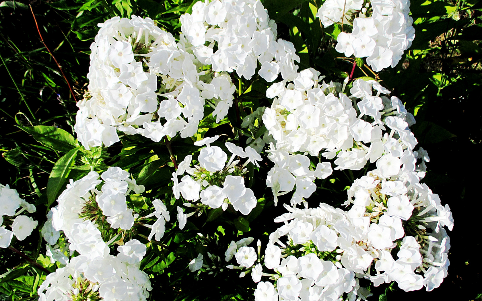 Kwiaty - biały floks