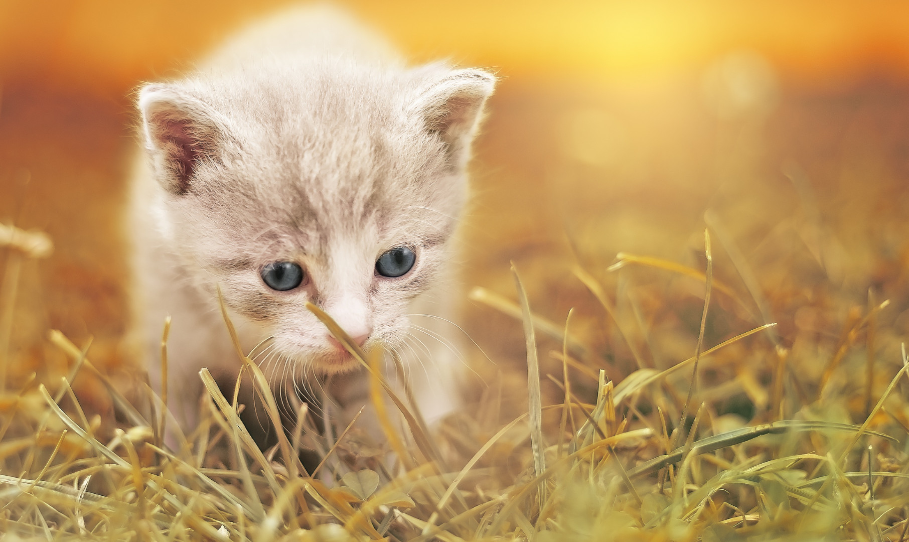 Młody kotek w trawie