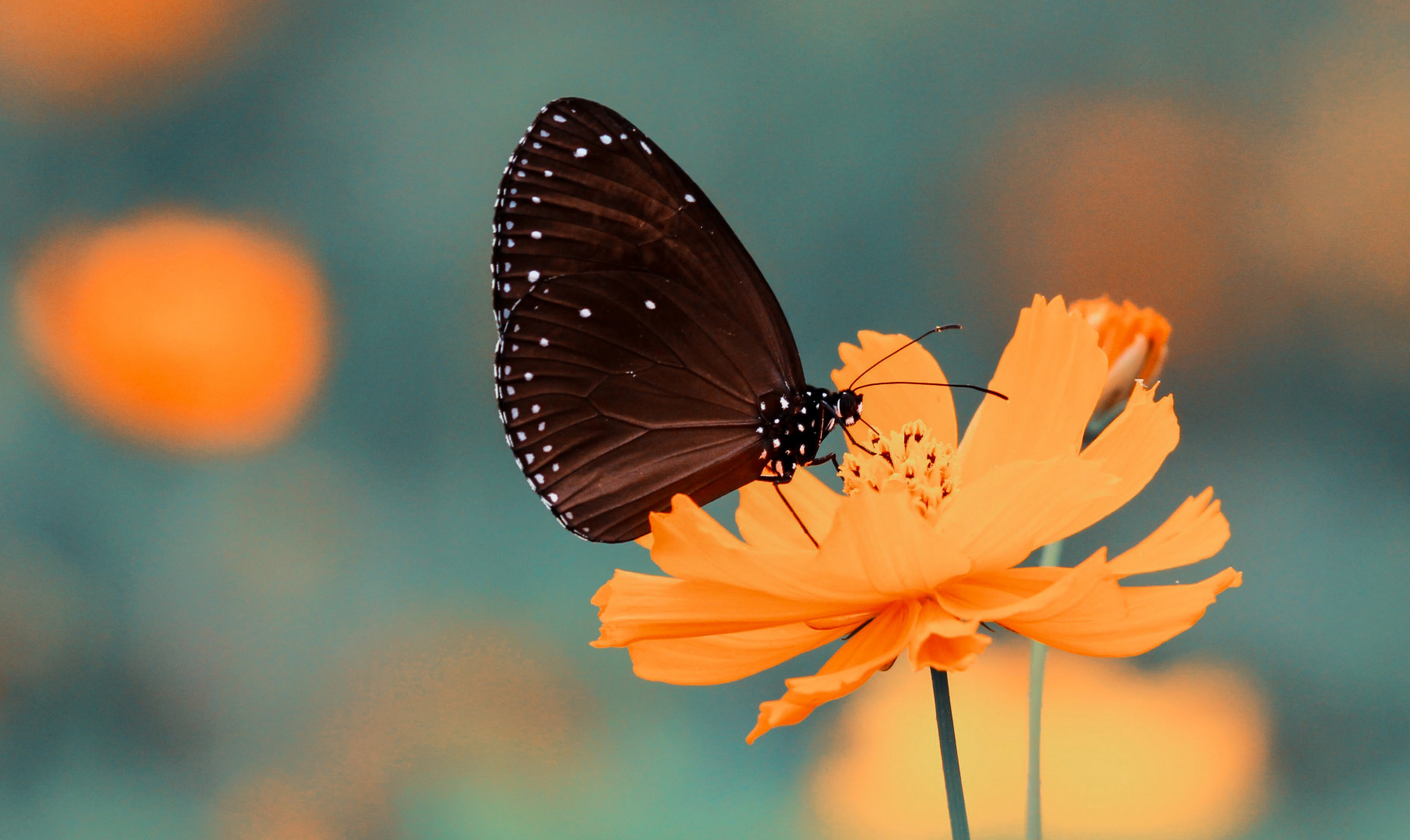 Motyl spija nektar z pomarańczowego kwiatka