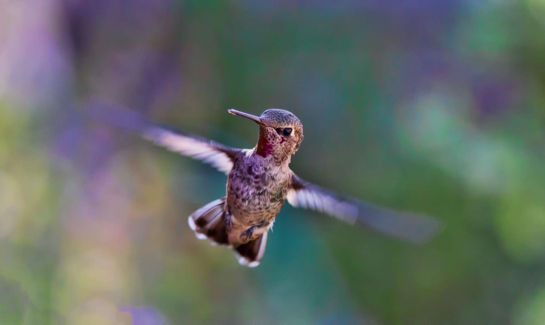 Koliber