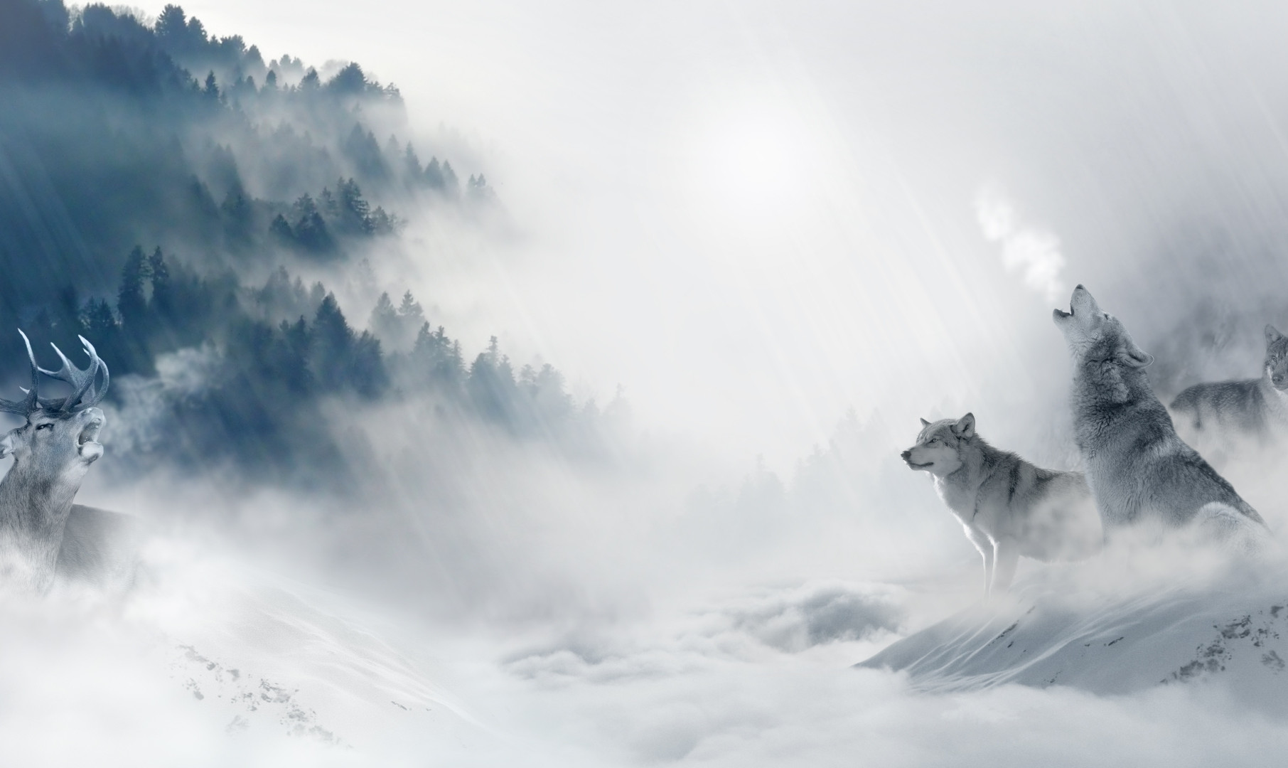 Polowanie watahy wilków na jelenia