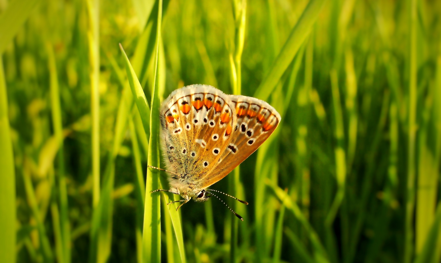 Modraszek agestis na trawie