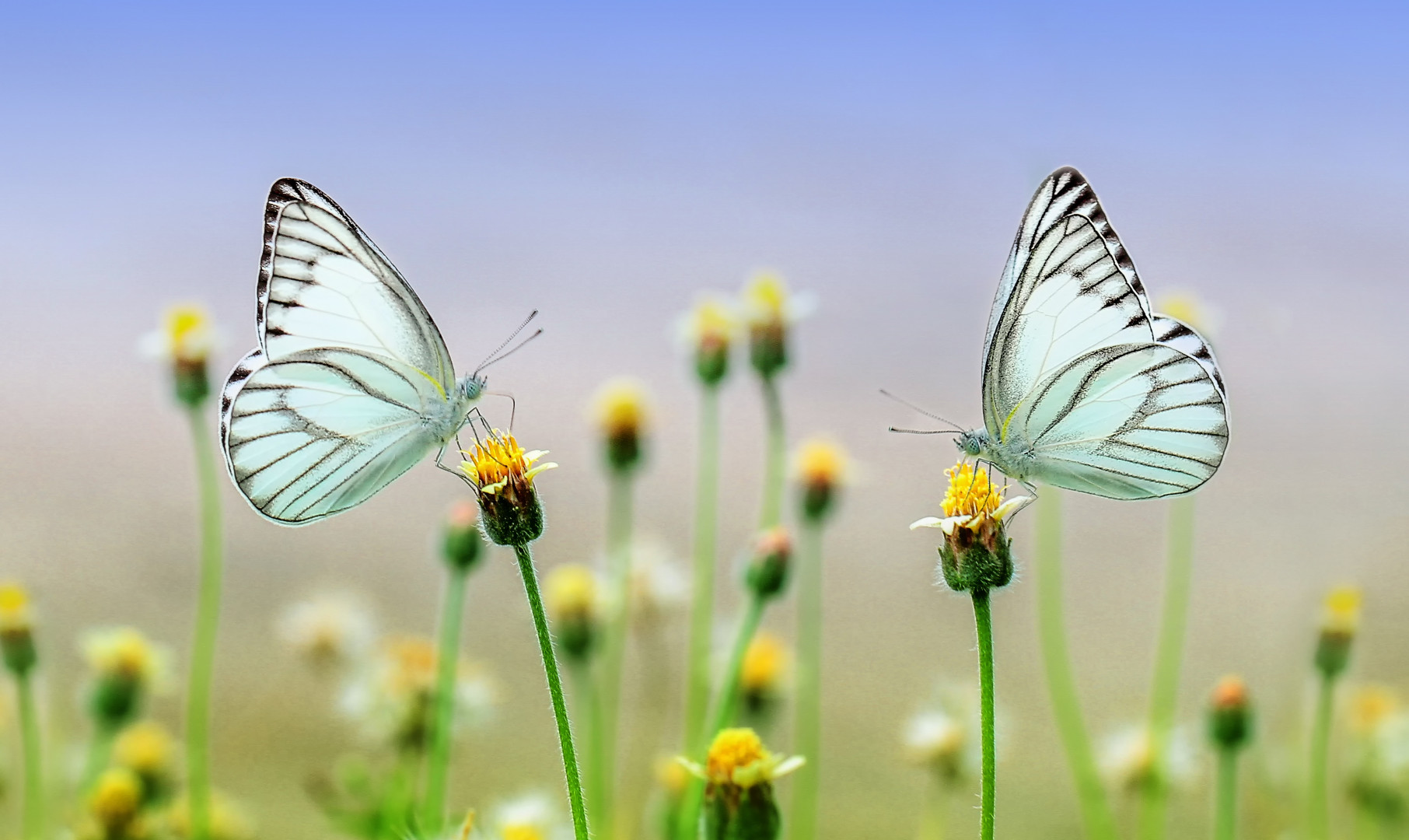 Piękne motyle na kwiatach