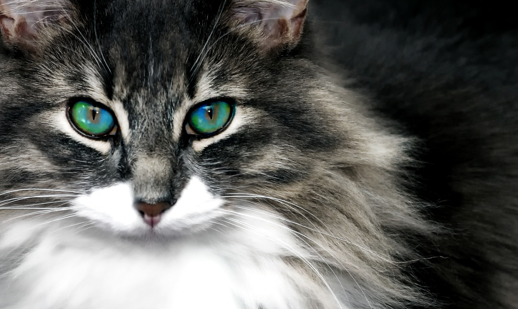 Kot i jego niebiesko-zielone oczy