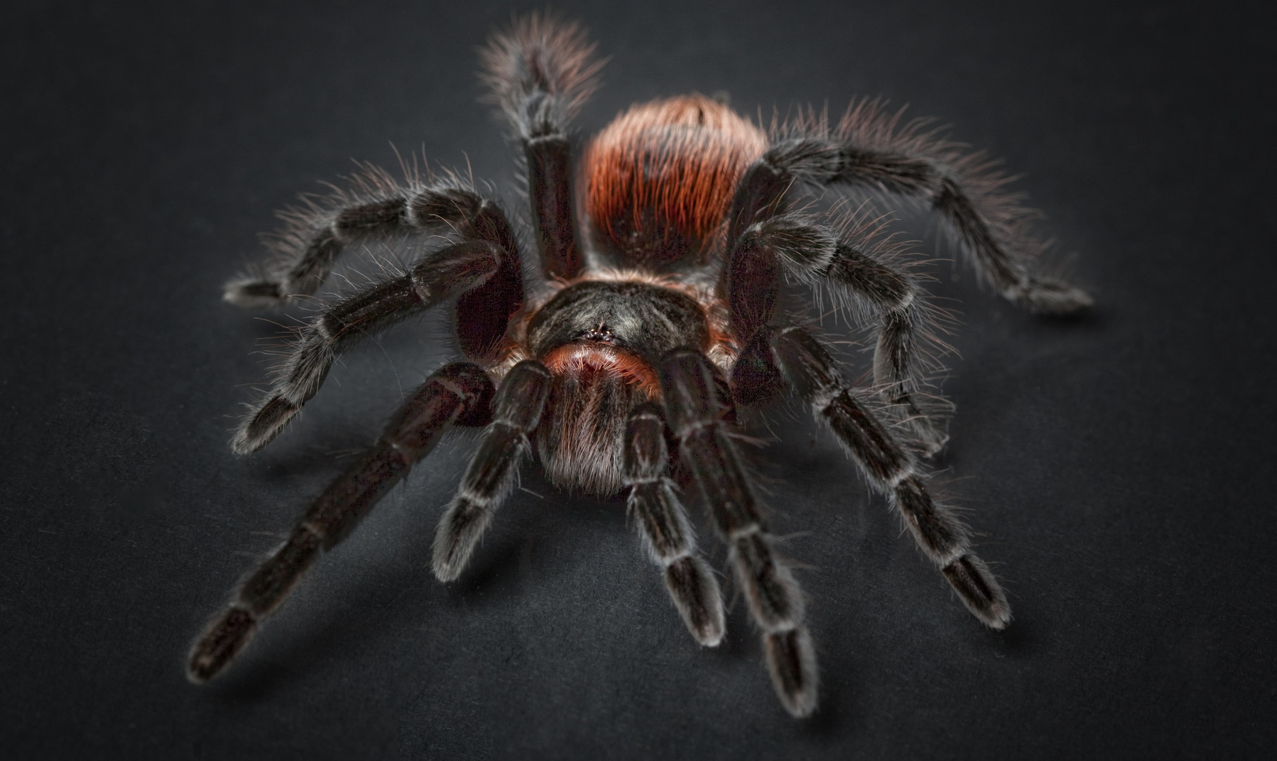 Pająk Tarantula