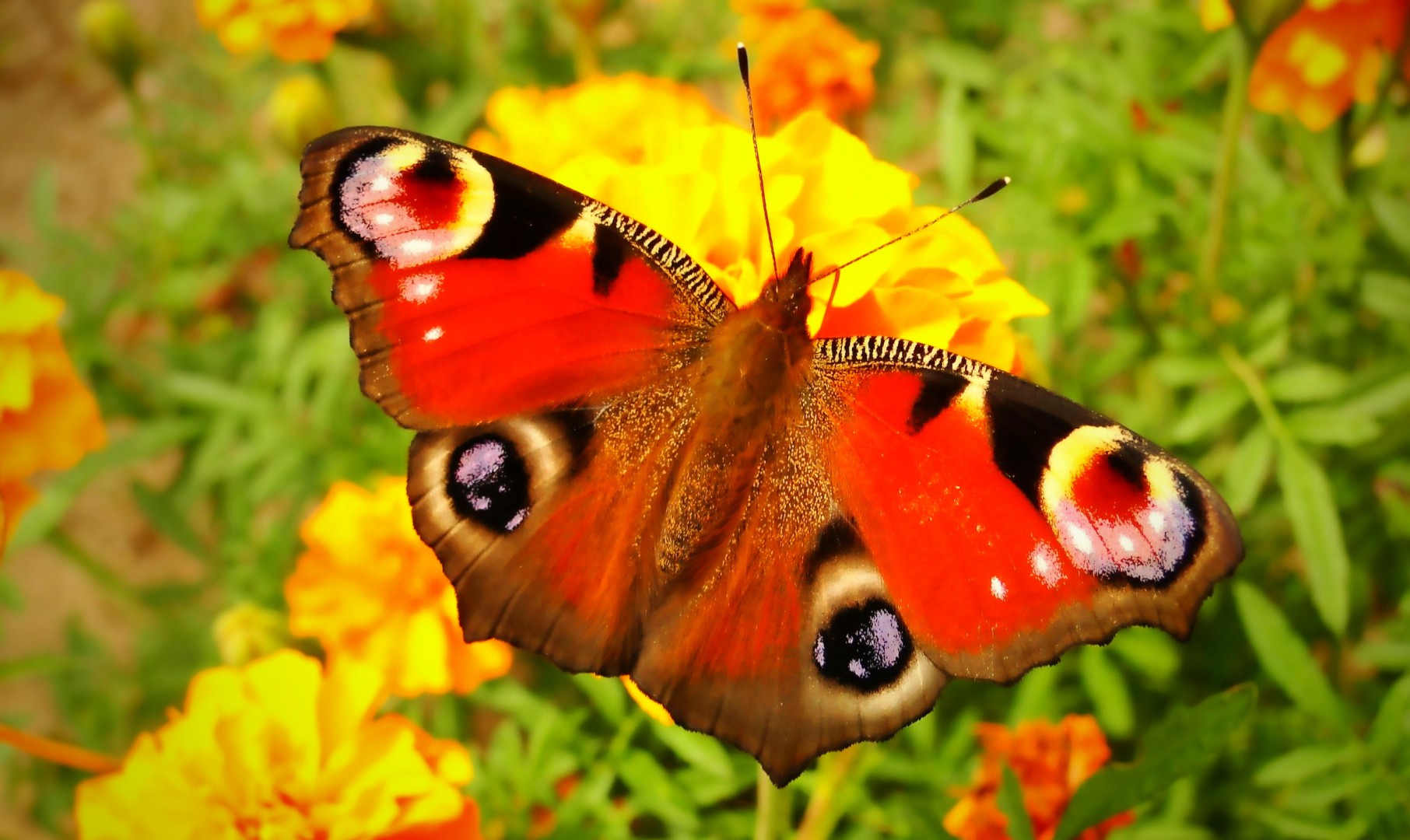 Rusałka pawik spija nektar z kwiatka