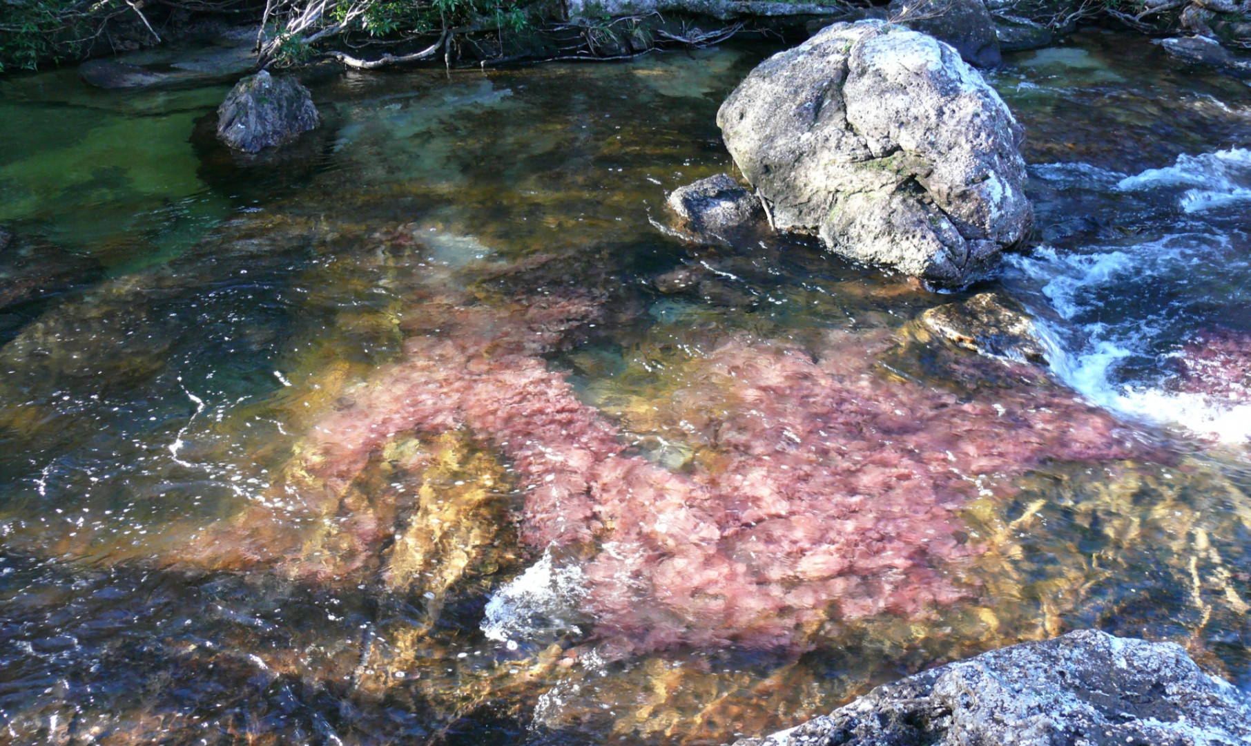 Caño Cristales