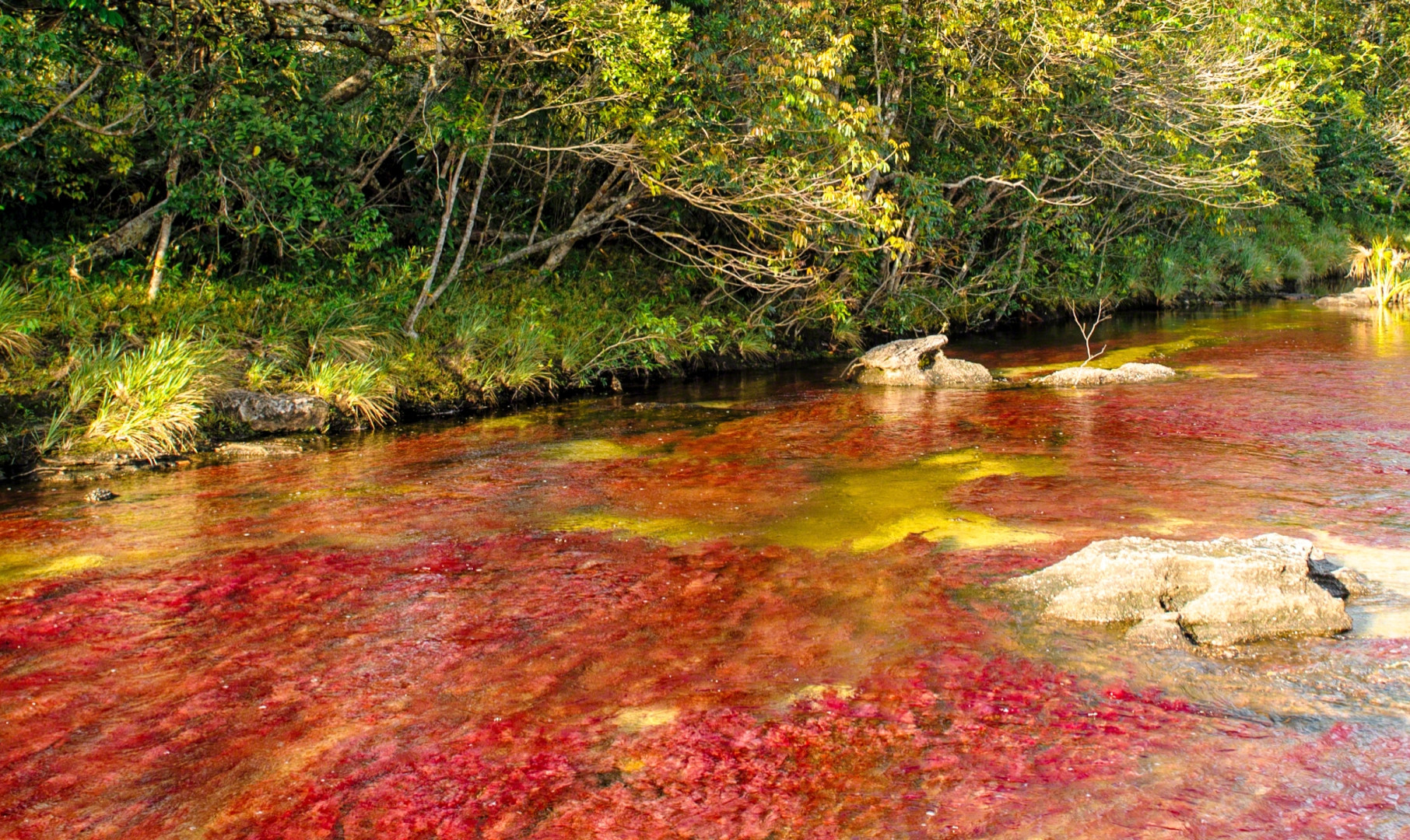 Caño Cristales