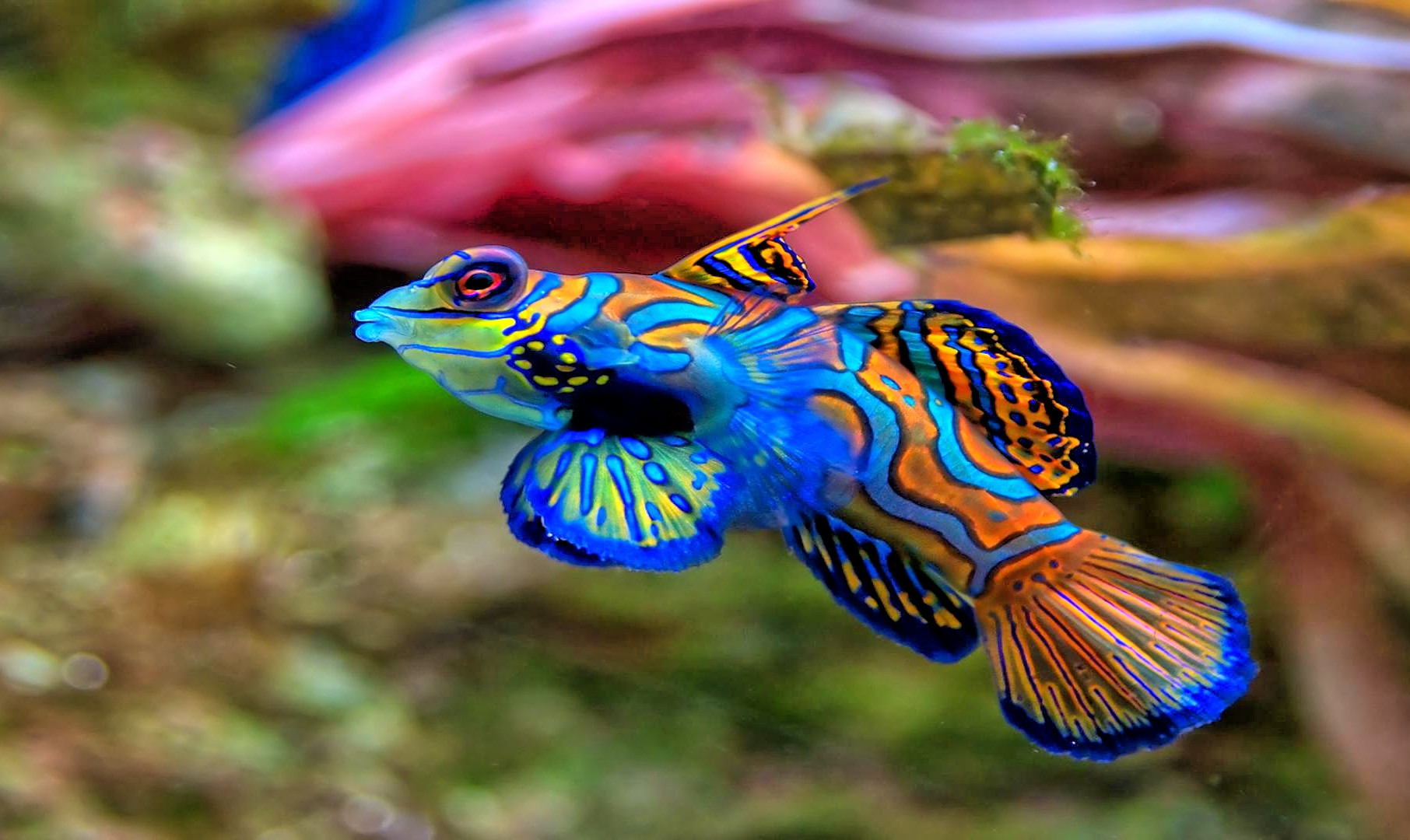 fish mandarinfish