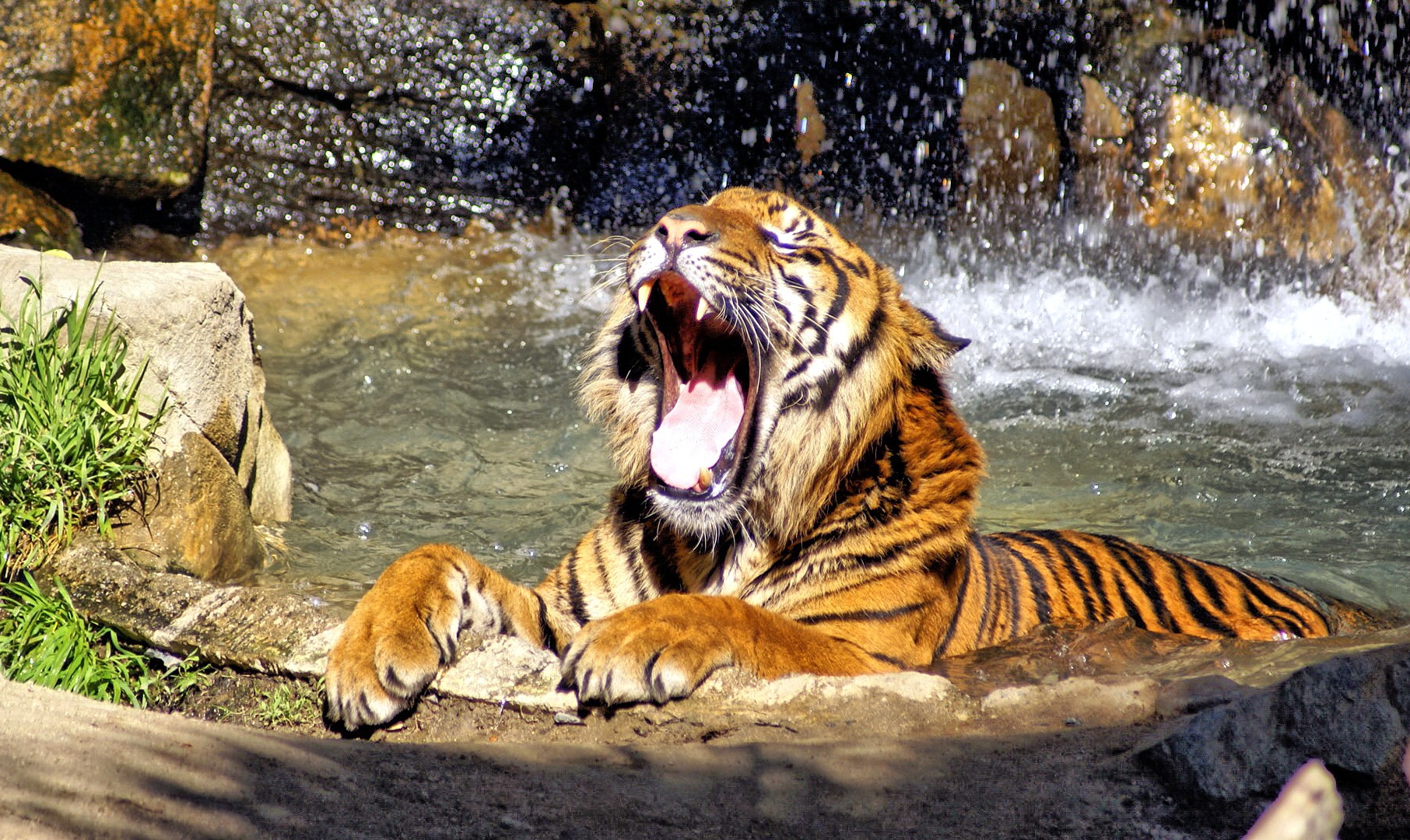 tiger