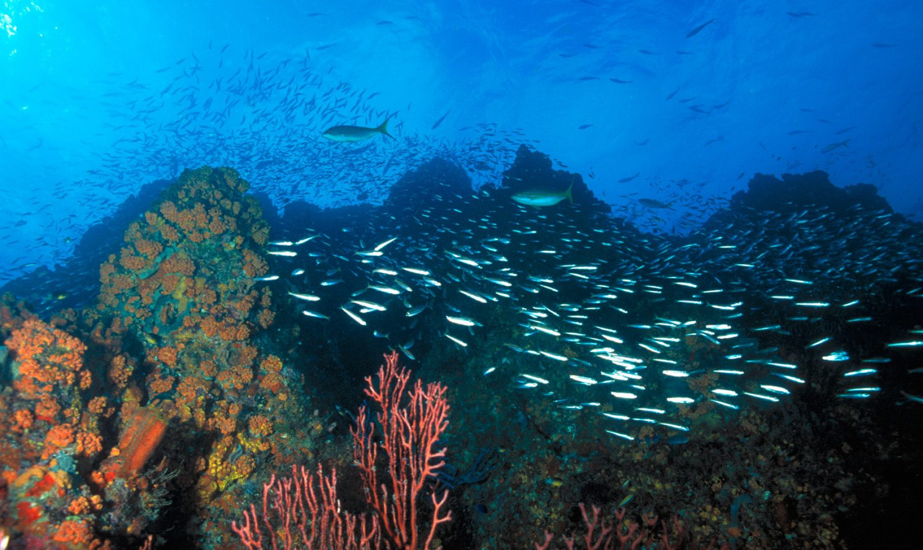 Los Roques Reef, Venezuela.jpg