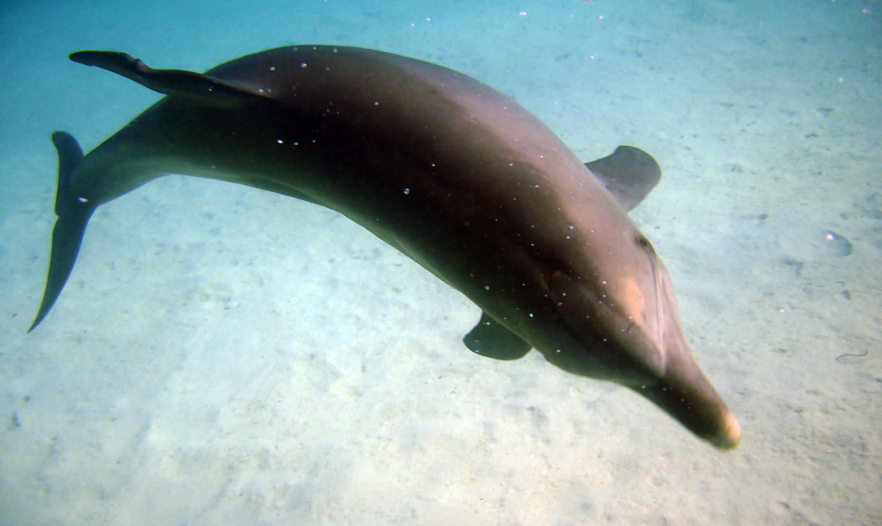tapety delfiny (7).jpg