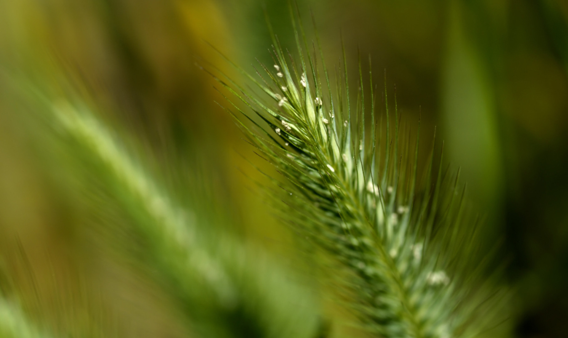 makro-foto-zielone-rosliny (166).jpg