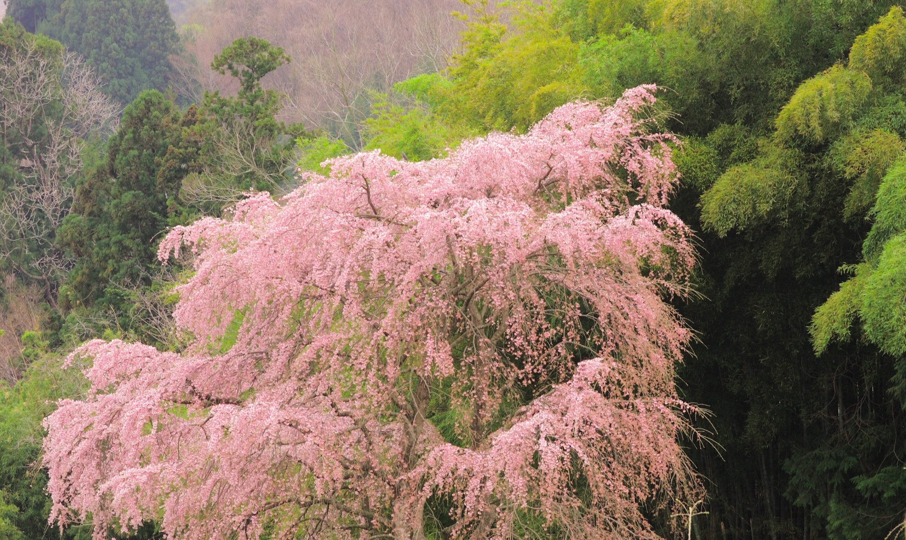 Japonia (49).jpg