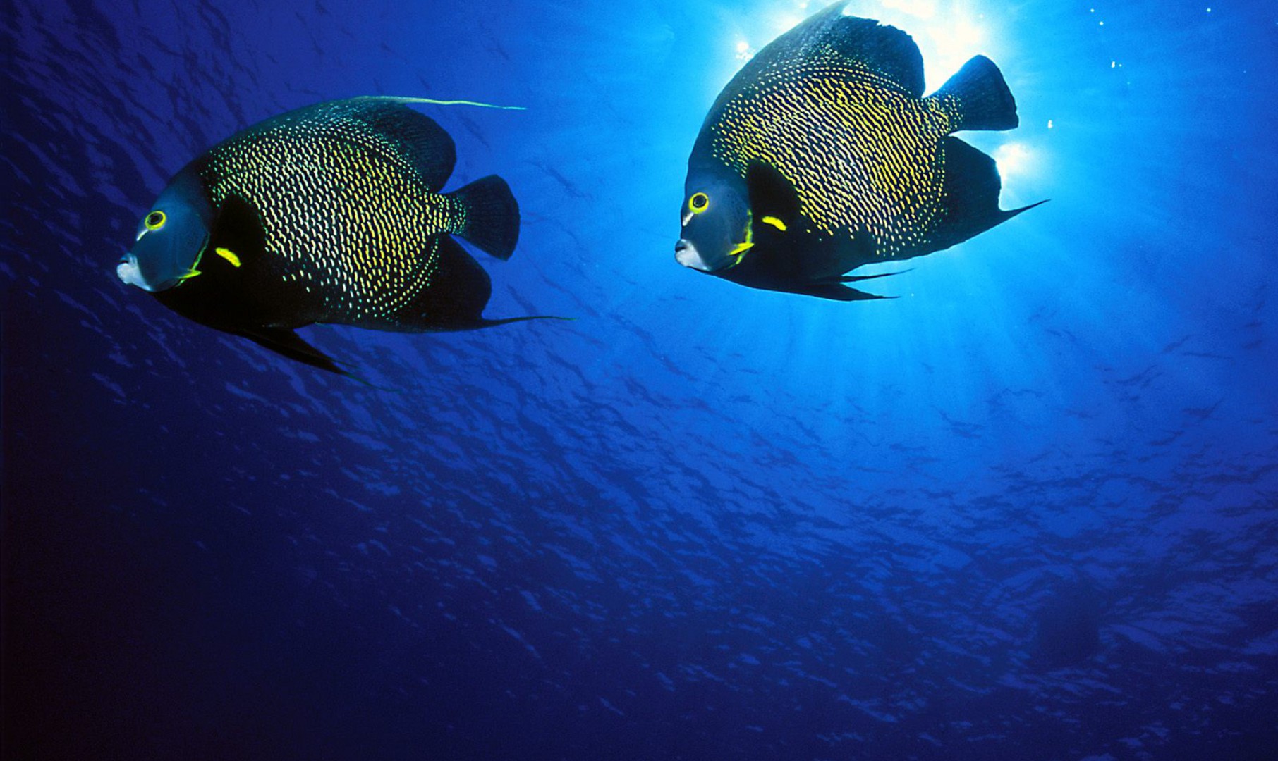 French Angelfish.jpg