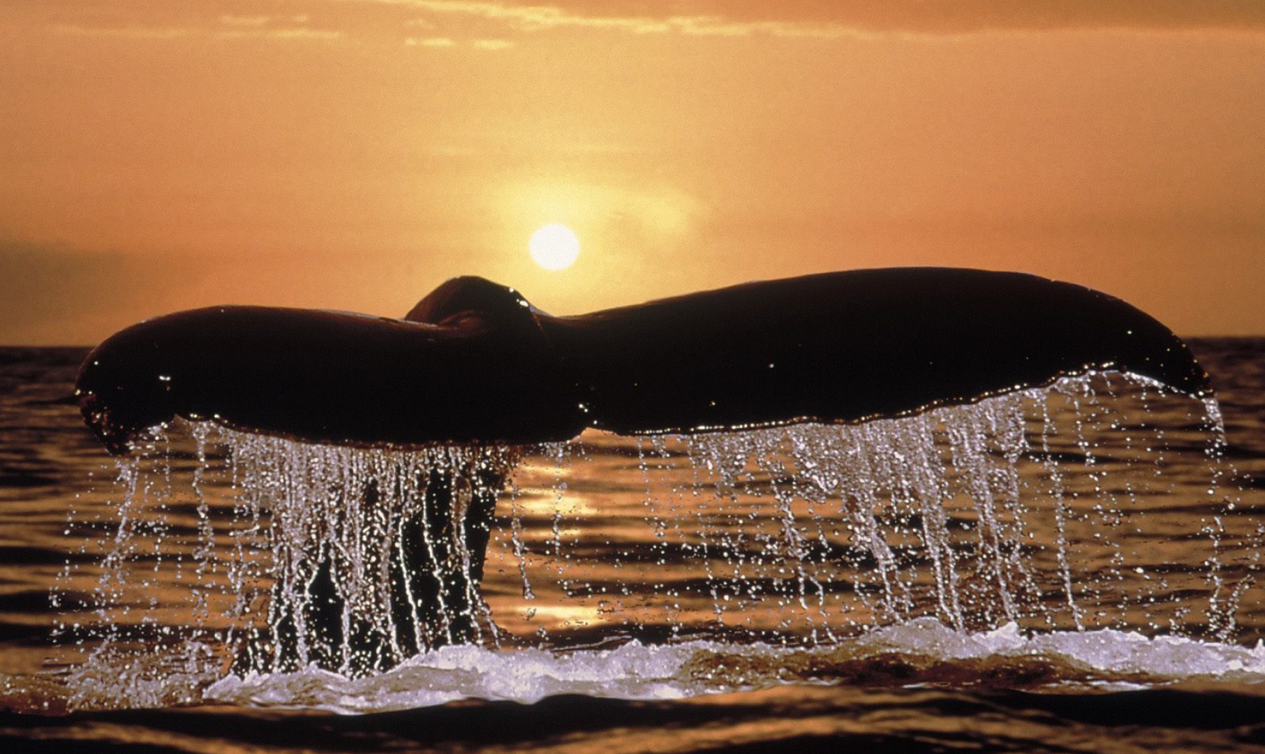 Humpback Whale Tail.jpg