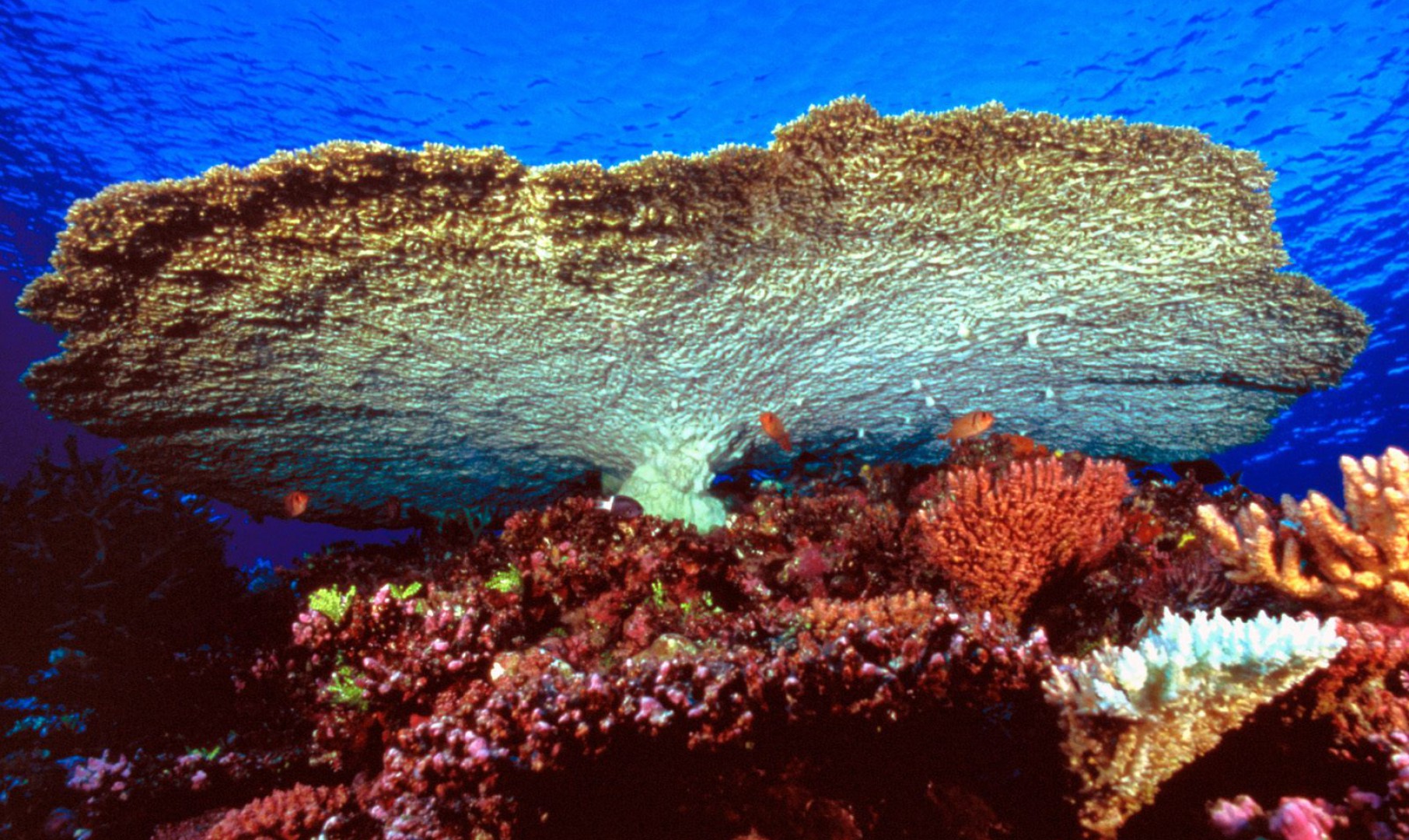 Huge Table Coral.jpg