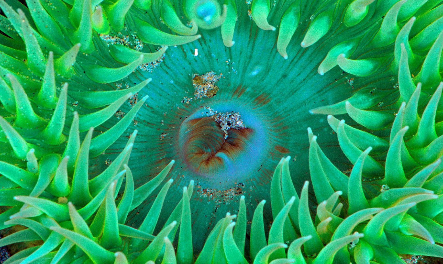 Sea Anemone.jpg