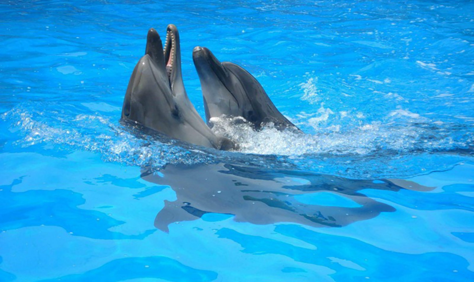 tapety delfiny (5).jpg